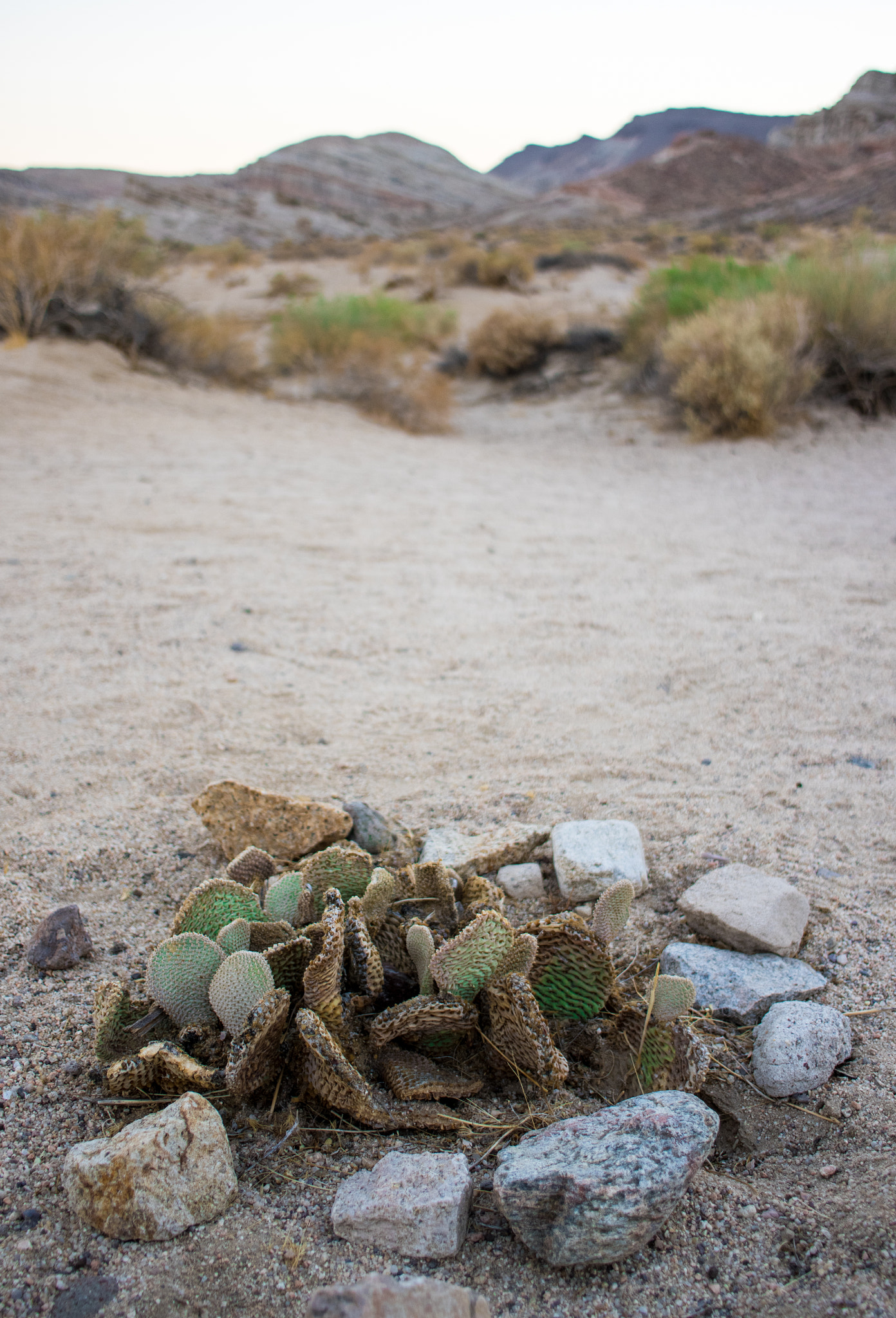 Pentax K-3 II + HD Pentax DA 21mm F3.2 AL Limited sample photo. Cactus at sunset. photography