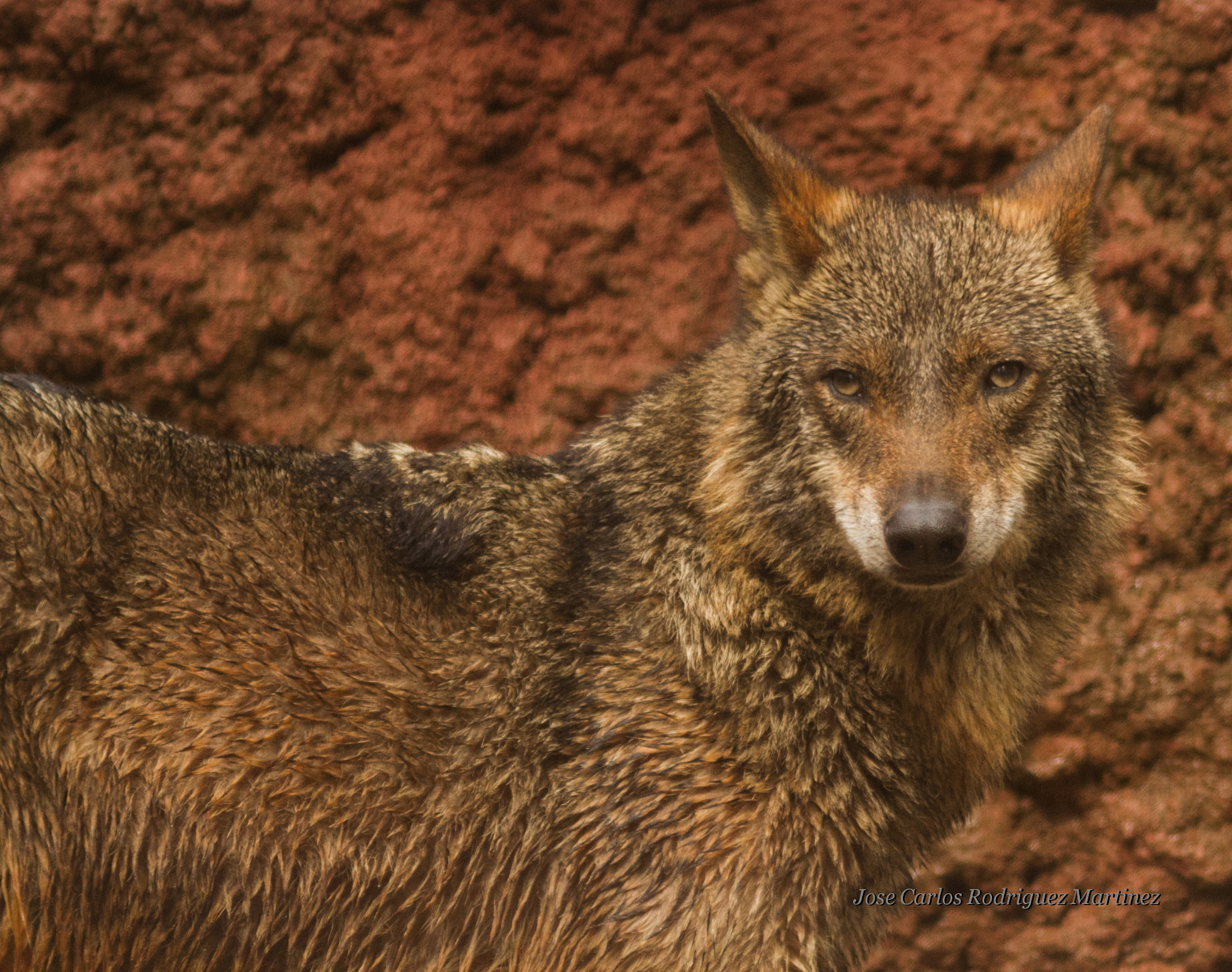 Canon EF 300mm F4L IS USM sample photo. Wolf photography