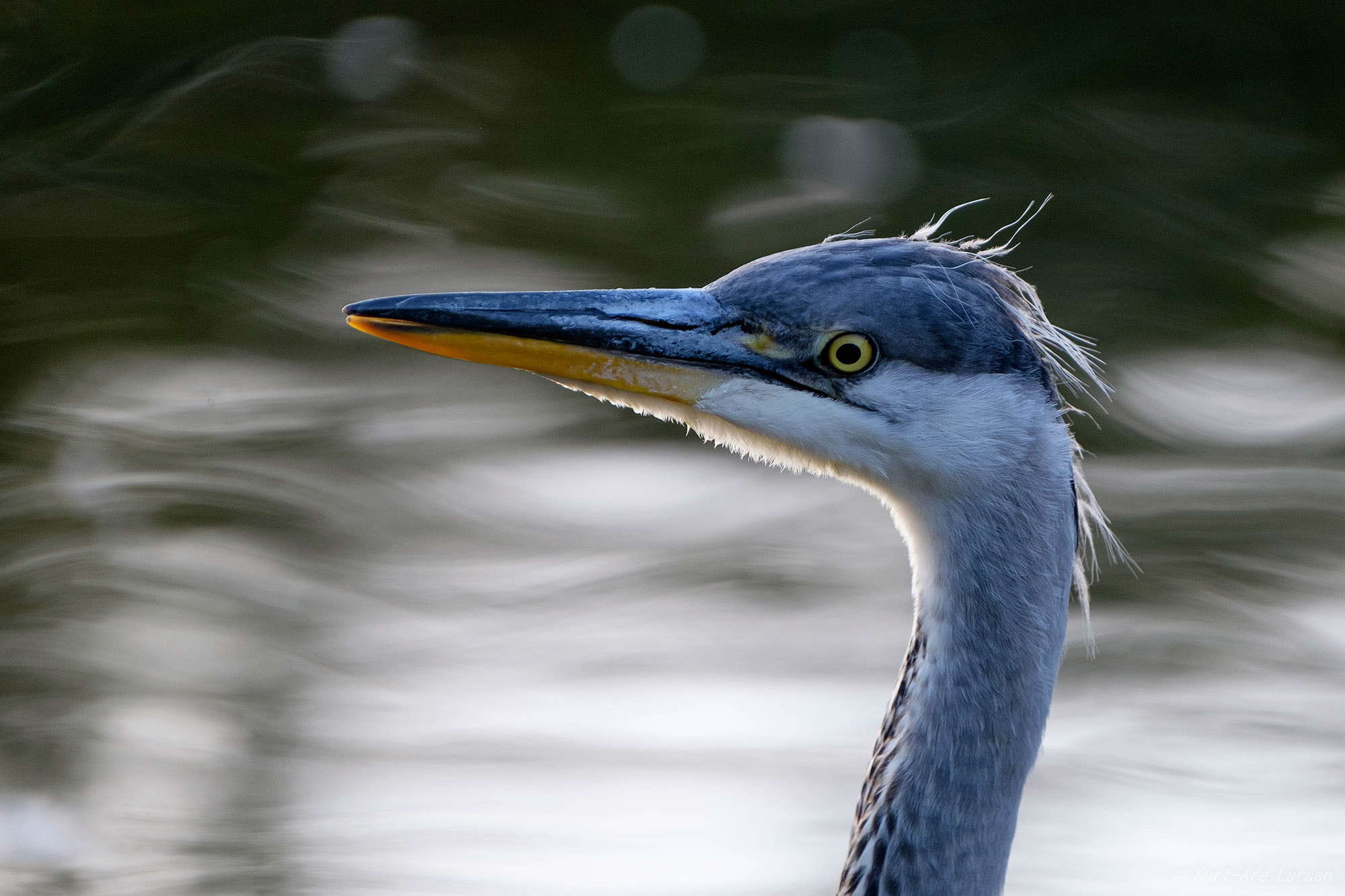Fujifilm XF 100-400mm F4.5-5.6 R LM OIS WR sample photo. Grey heron photography