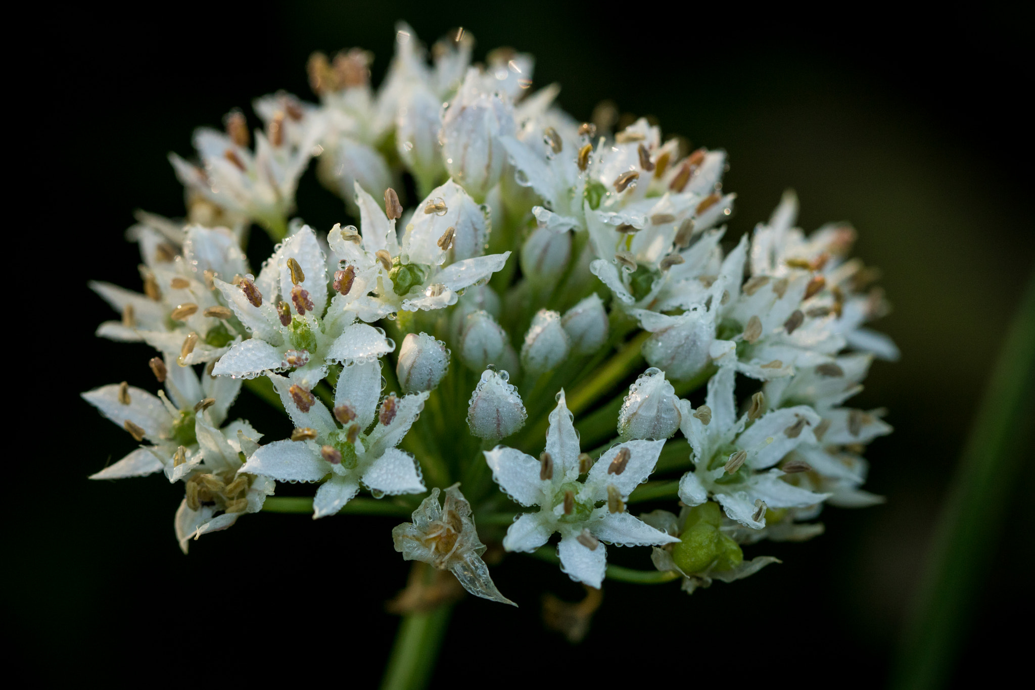 Canon EOS 760D (EOS Rebel T6s / EOS 8000D) sample photo. Dew covered white blossoms photography