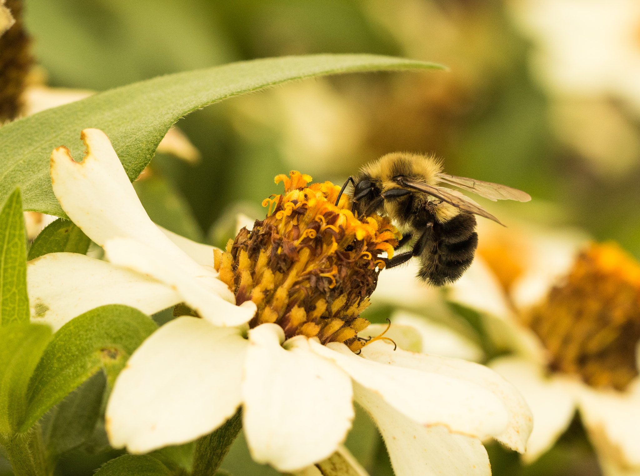 Canon EOS 760D (EOS Rebel T6s / EOS 8000D) + Canon EF 100mm F2.8L Macro IS USM sample photo. Bumblebee late in season photography