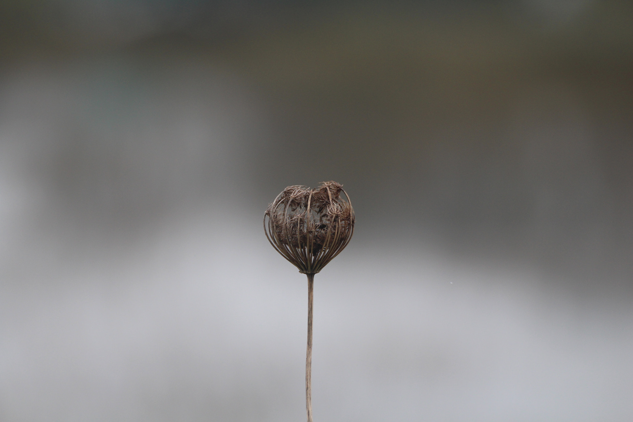 Canon EOS 100D (EOS Rebel SL1 / EOS Kiss X7) sample photo. Dead stuff along the river photography