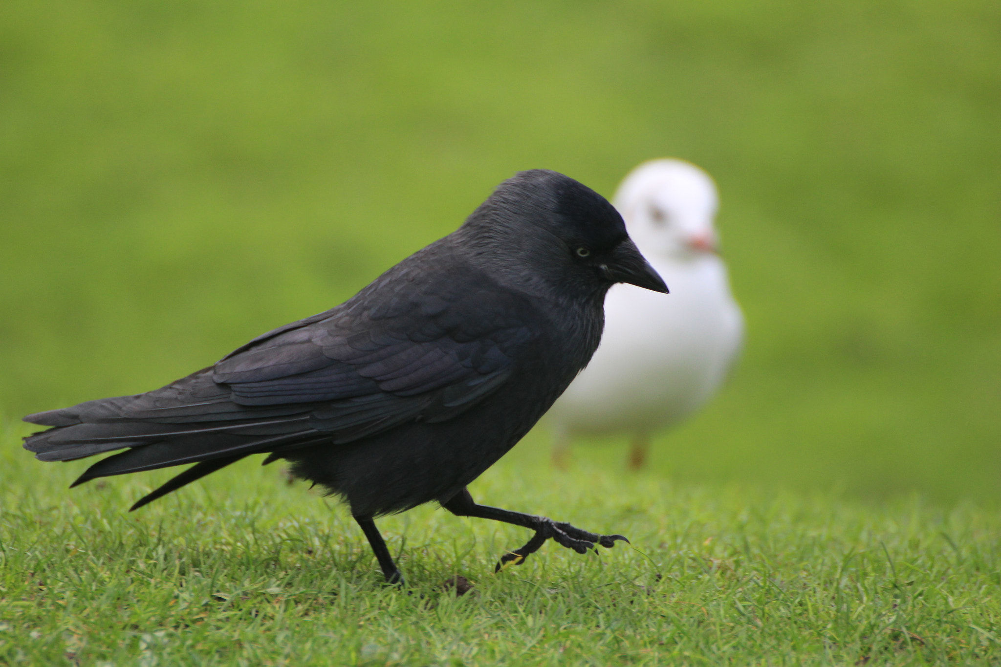 Canon EOS 100D (EOS Rebel SL1 / EOS Kiss X7) sample photo. Crow v seagull photography