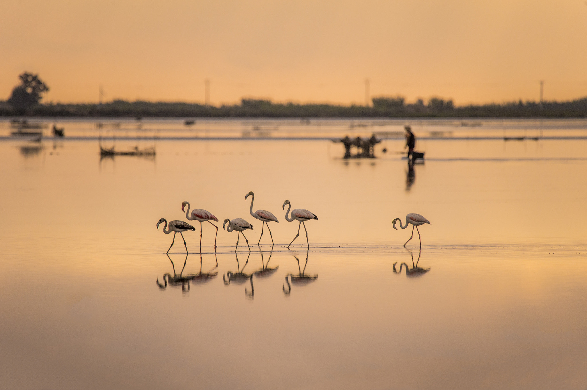 Nikon D4 sample photo. Flamingo photography