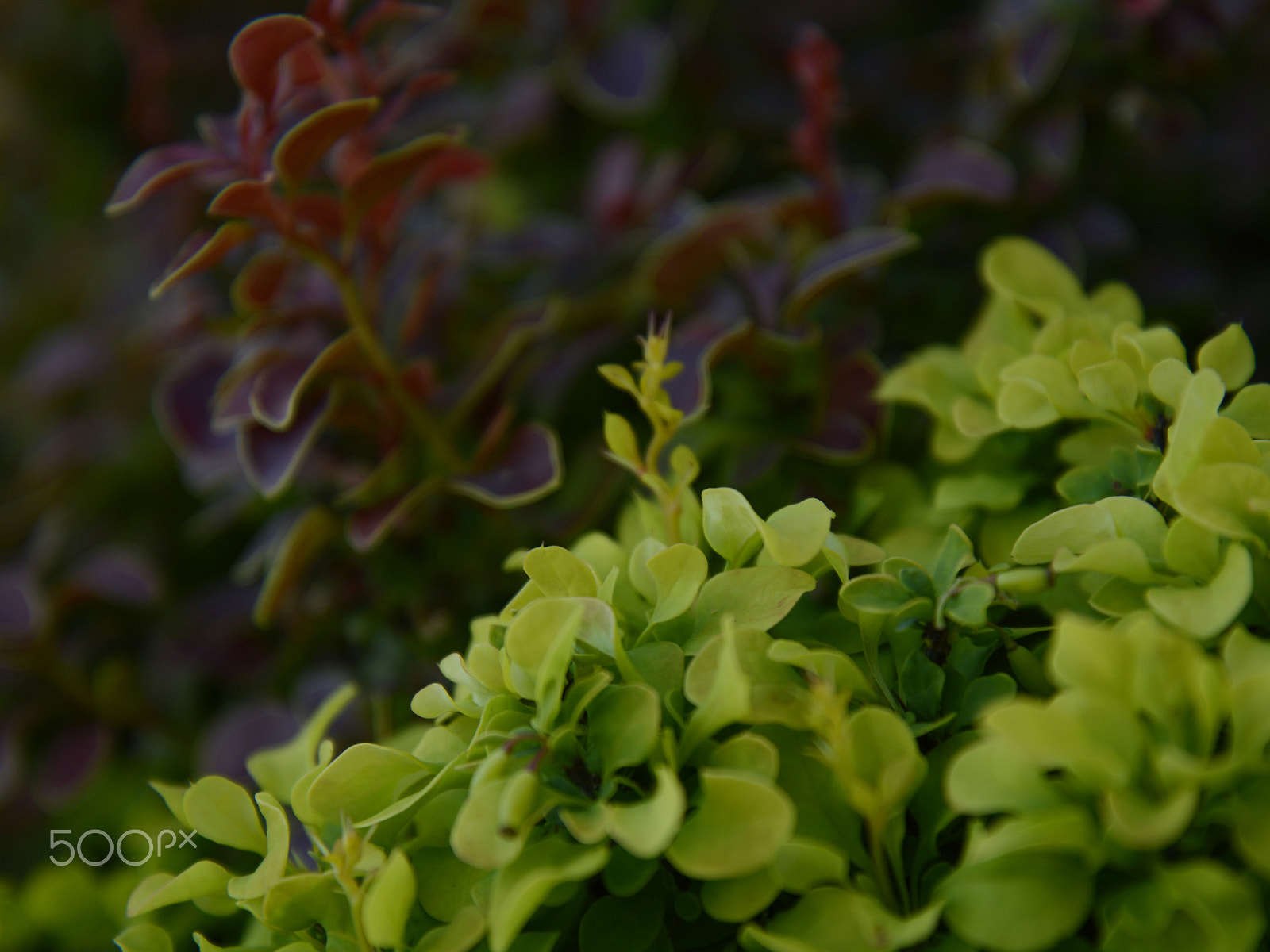 AF Zoom-Nikkor 24-50mm f/3.3-4.5D sample photo. Barberry photography