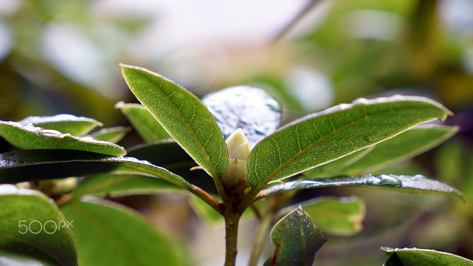 Sony a7S II + Sony FE 24-70mm F2.8 GM sample photo. The paragon of virtue photography
