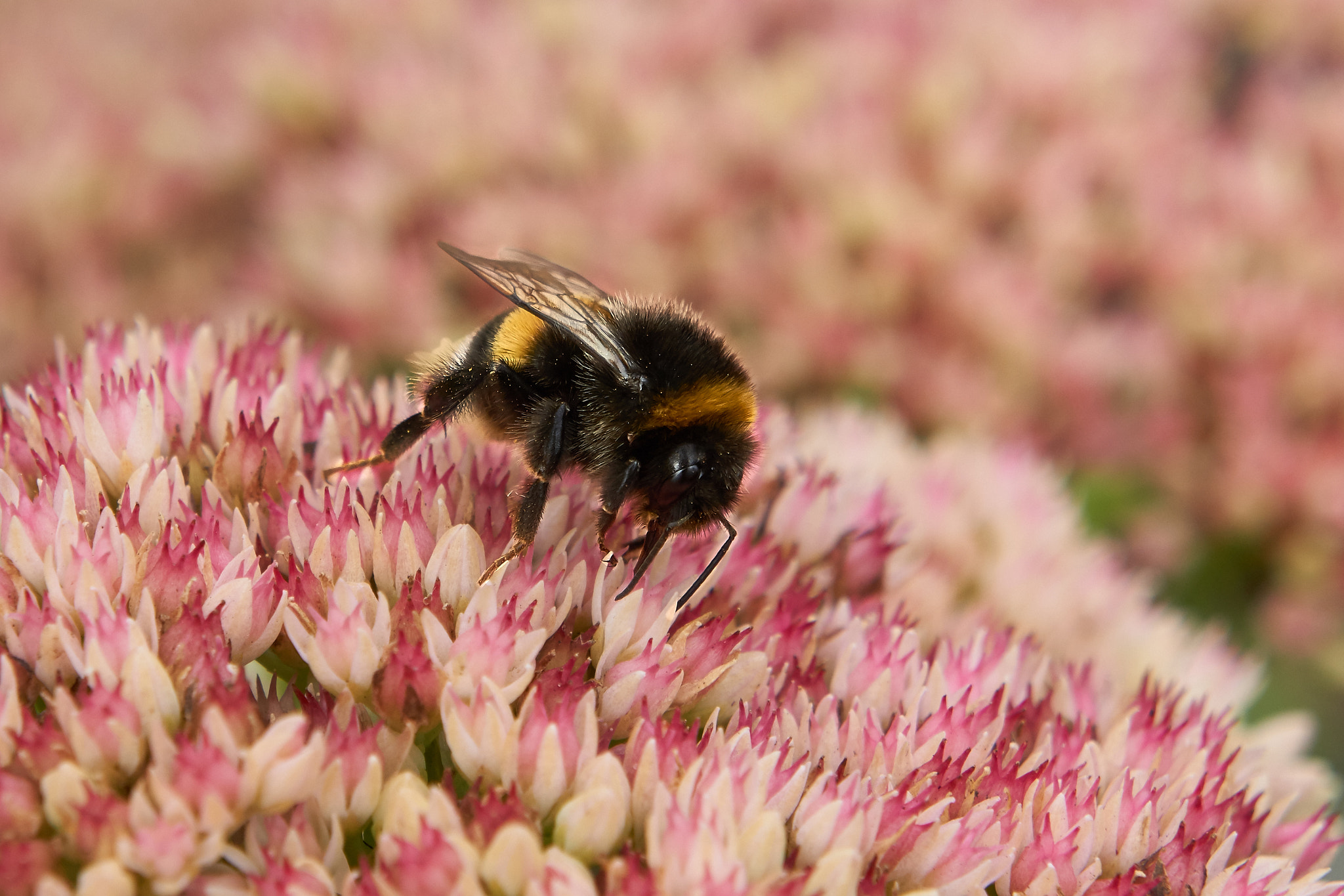 Sony a5100 + Sony E 18-55mm F3.5-5.6 OSS sample photo. The bumblebee collecting nectar. photography