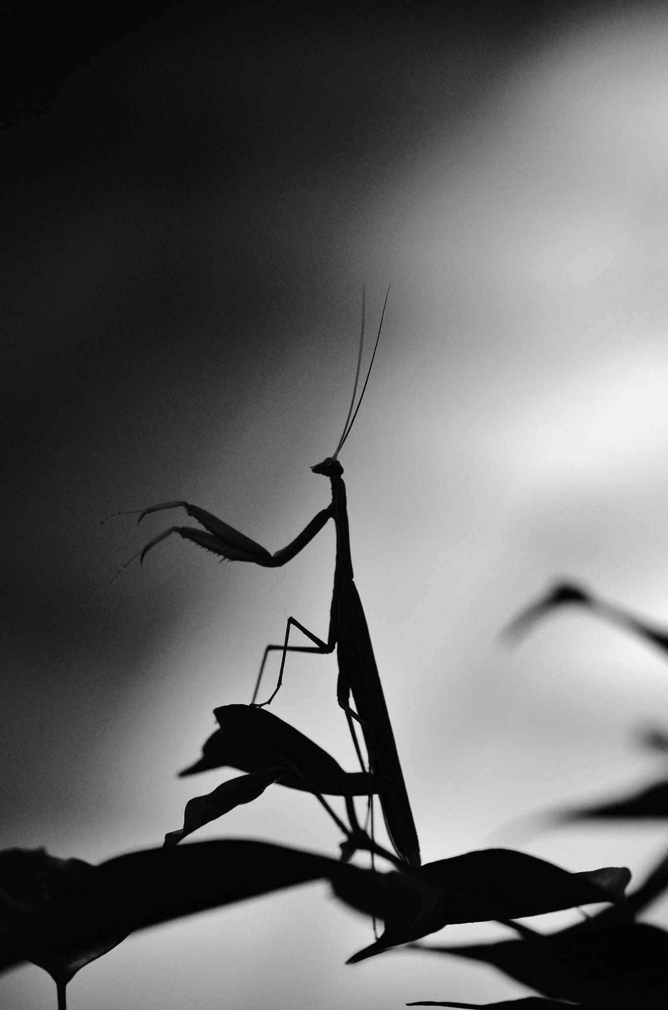 Pentax K-5 IIs sample photo. Chef d'orchestre ? photography