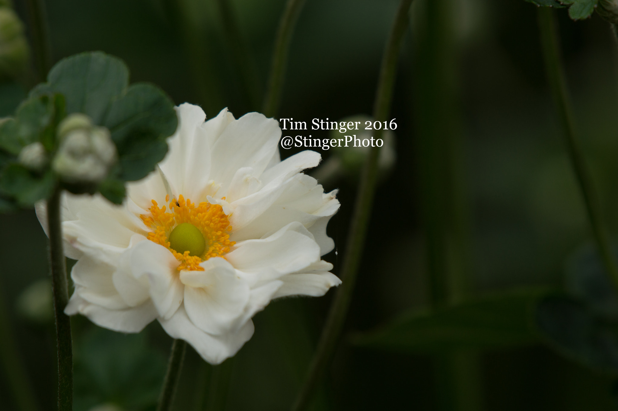Nikon AF-S Nikkor 200-500mm F5.6E ED VR sample photo. Whirlwind hybrid anemone photography