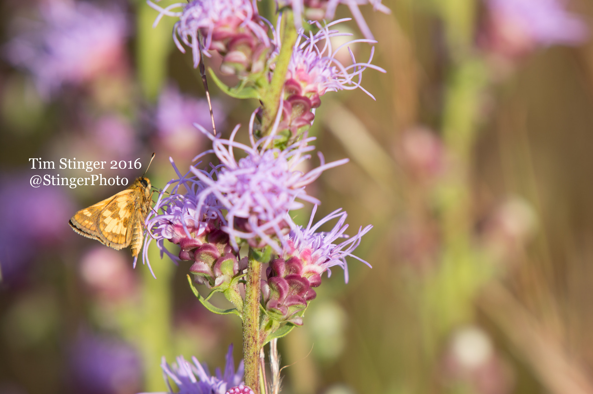Nikon AF-S Nikkor 200-500mm F5.6E ED VR sample photo. Fiery skipper butterfly on rough blazing star photography