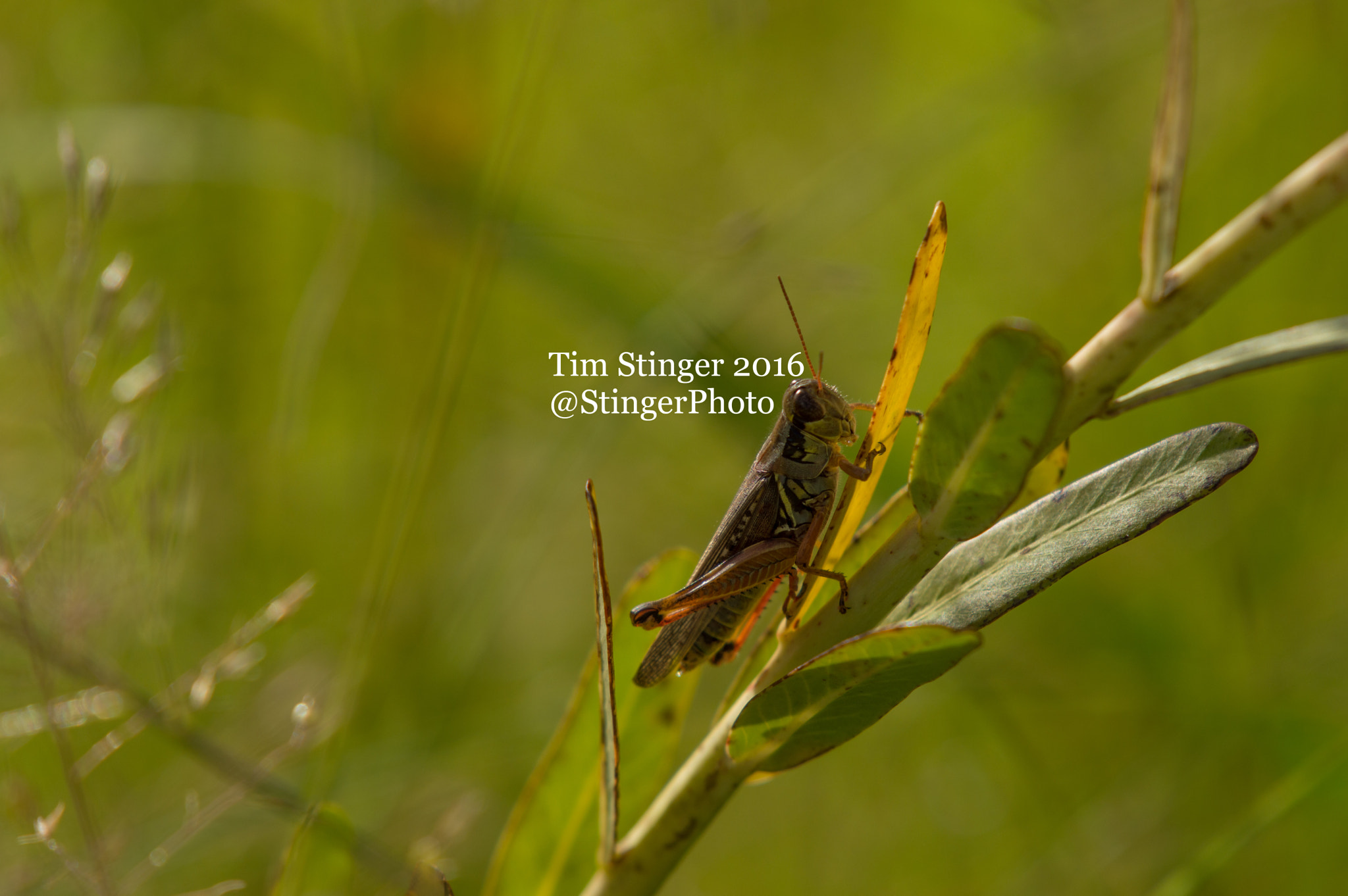 Nikon AF-S Nikkor 200-500mm F5.6E ED VR sample photo. Grasshopper photography