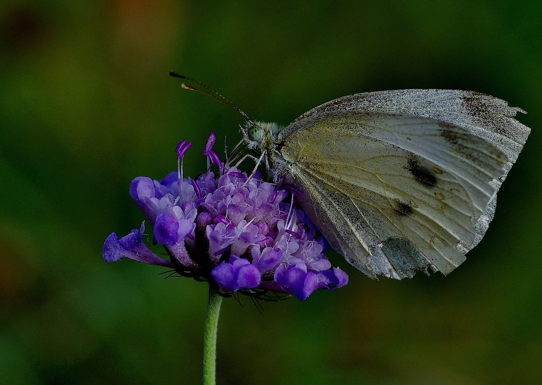 Pentax K-5 IIs sample photo. Rags photography
