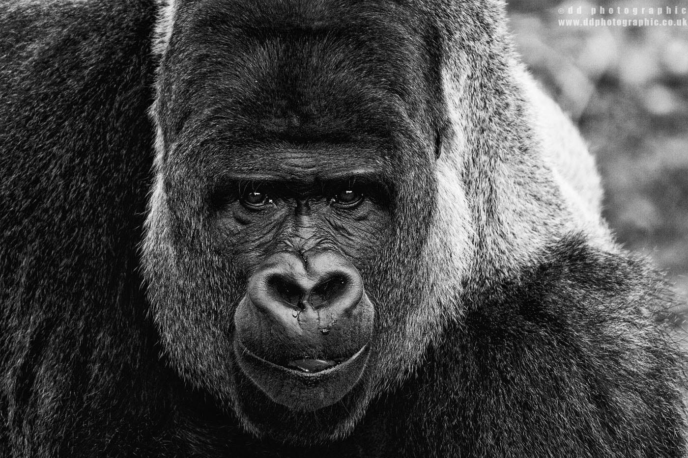 Canon EOS 40D sample photo. Gorilla black and white face photography