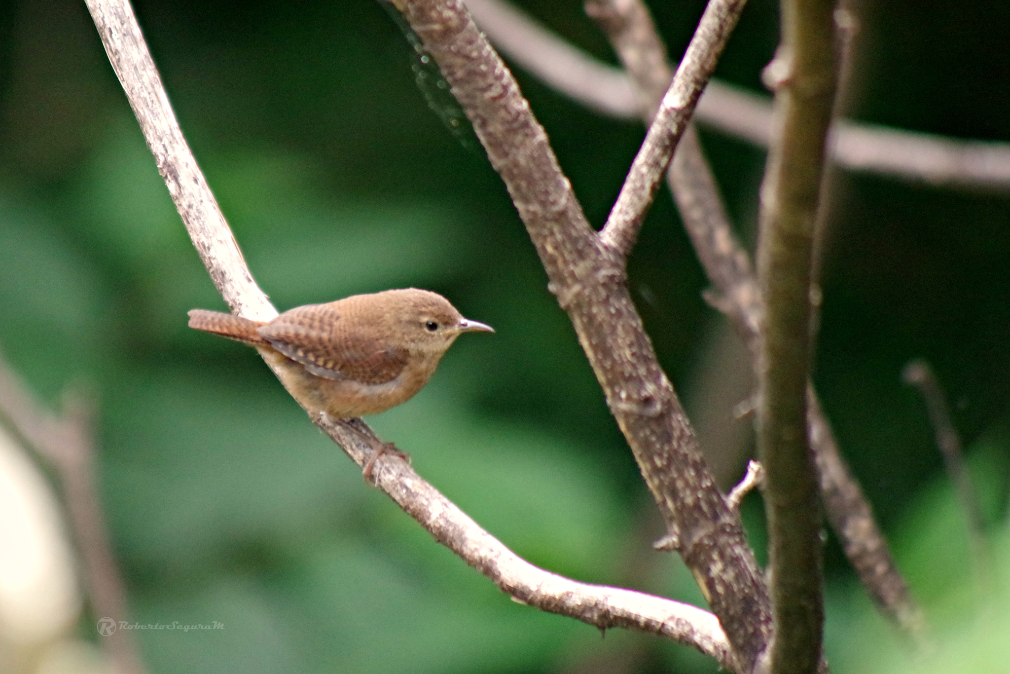 smc PENTAX-FA 80-320mm F4.5-5.6 sample photo. House wren photography