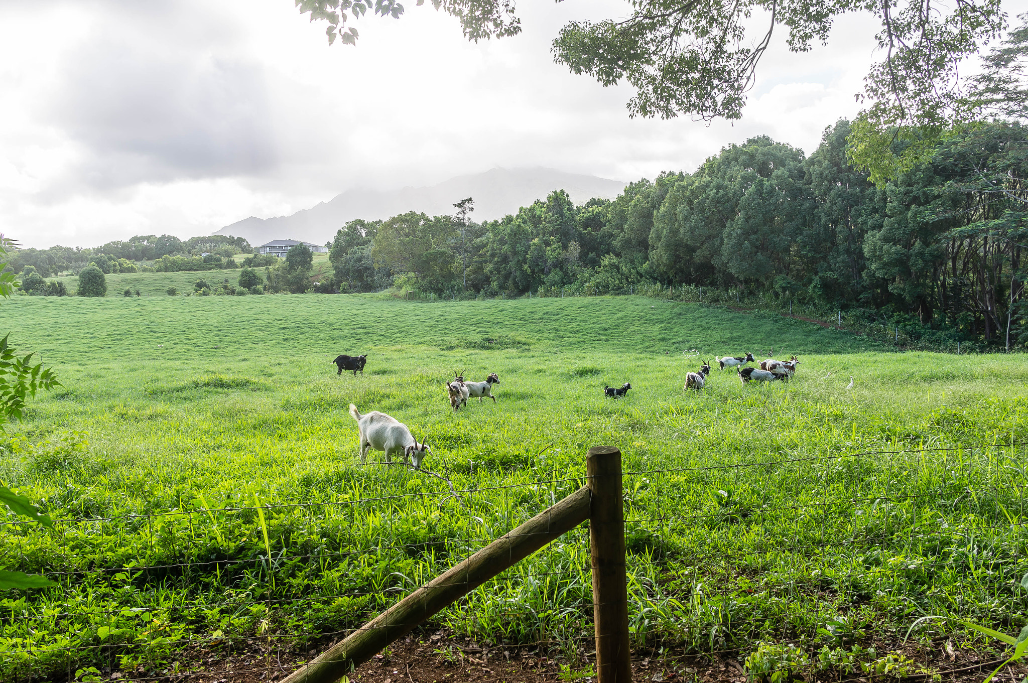 Sony Alpha NEX-5N + Sigma 19mm F2.8 EX DN sample photo. Grazing photography