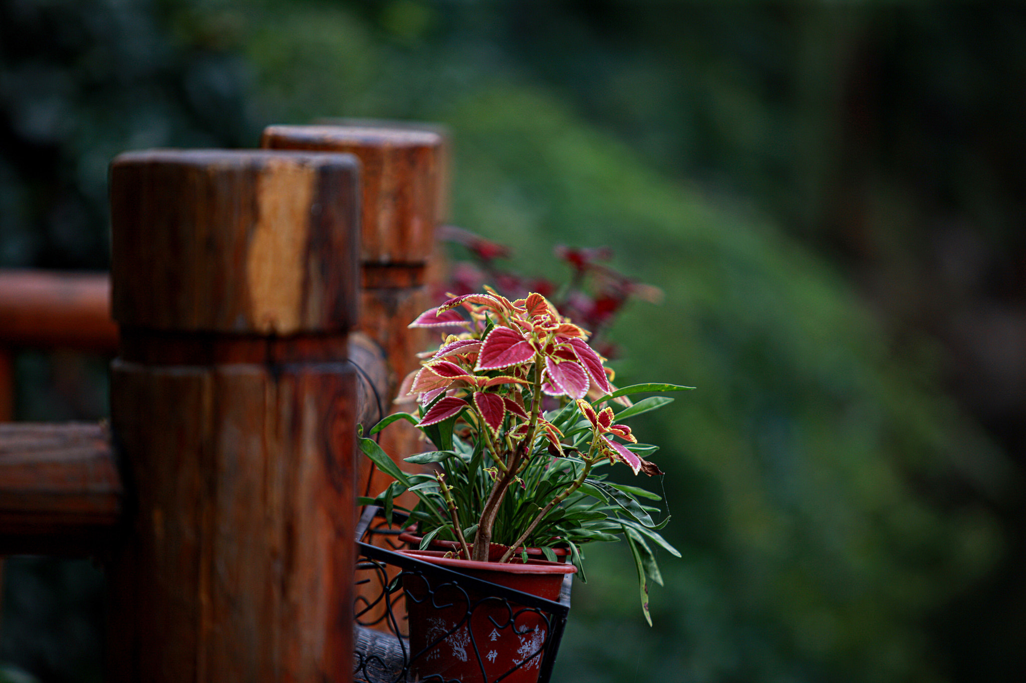 Canon EOS-1Ds Mark III sample photo