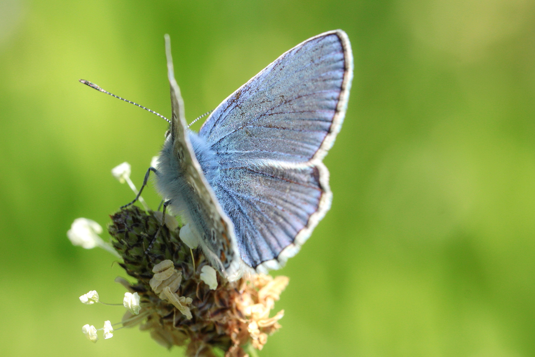 Canon EOS 50D + Canon EF 100mm F2.8L Macro IS USM sample photo. Common blue; polyommatus icarus ; l'argus bleu photography