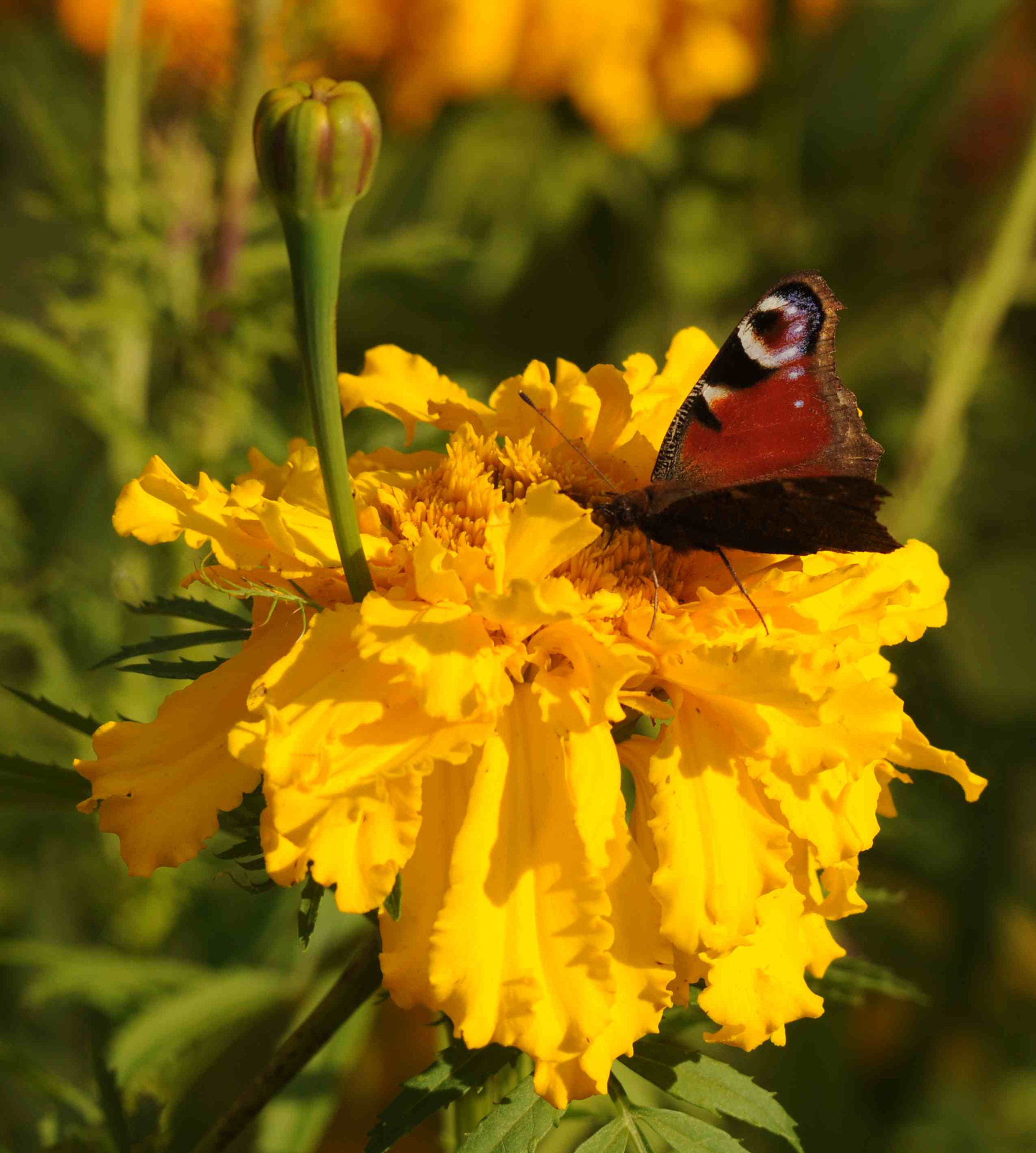 Sigma APO Tele Macro 300mm F4 sample photo. Autumn's butterfly photography