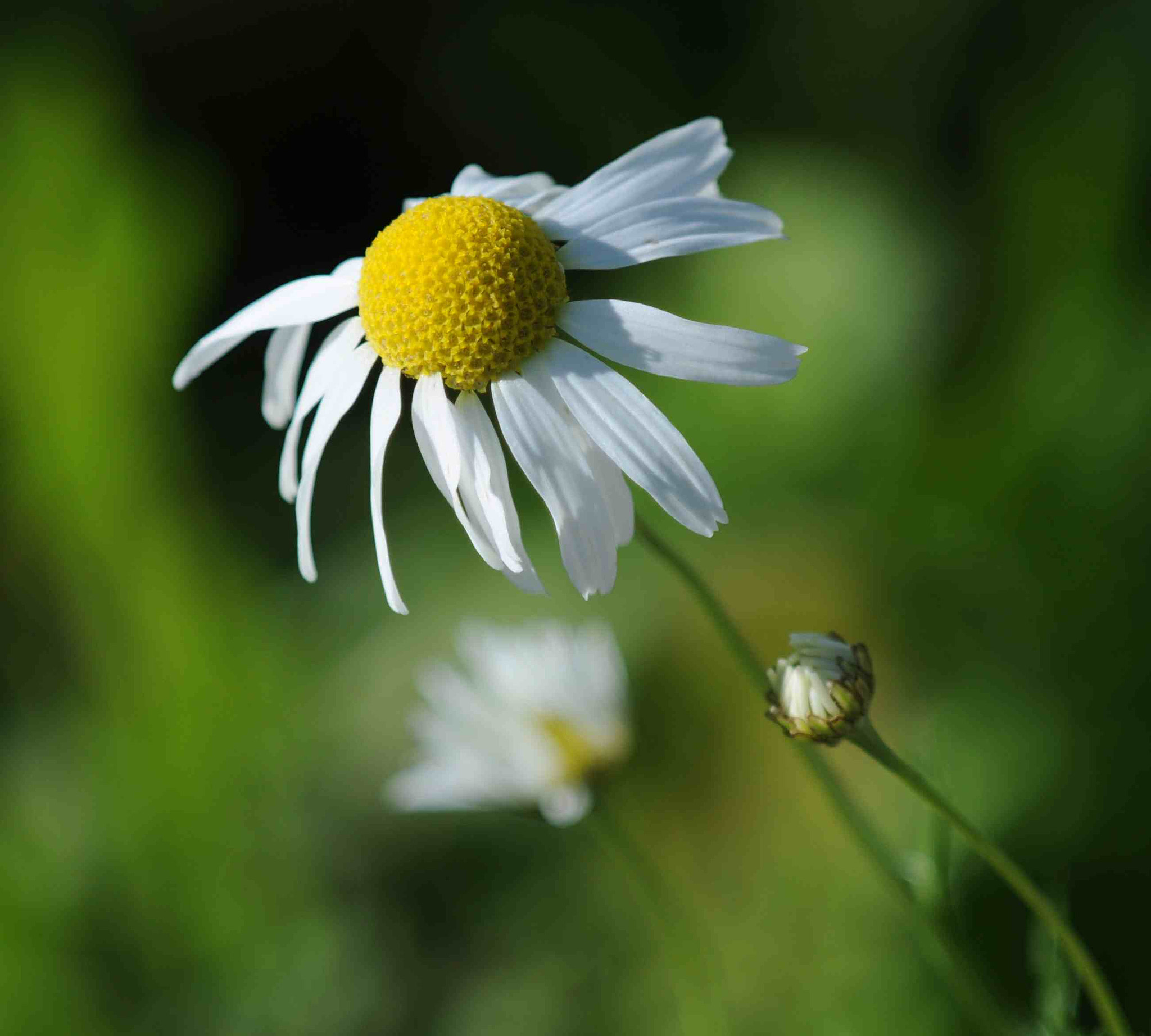 Nikon D90 + Sigma APO Tele Macro 300mm F4 sample photo. Daisy photography