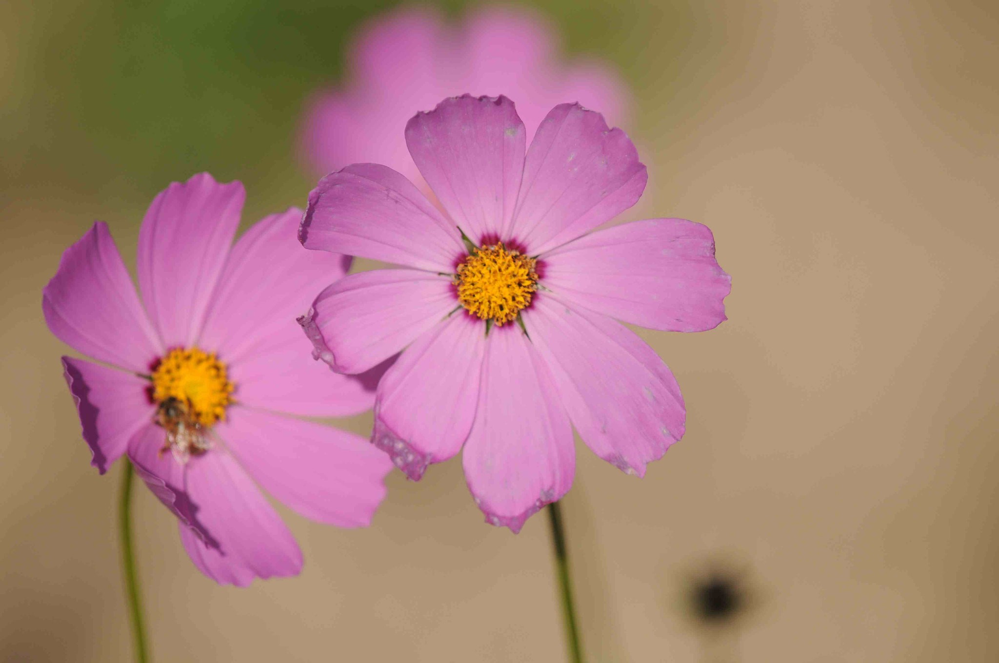 Nikon D90 sample photo. Flower photography