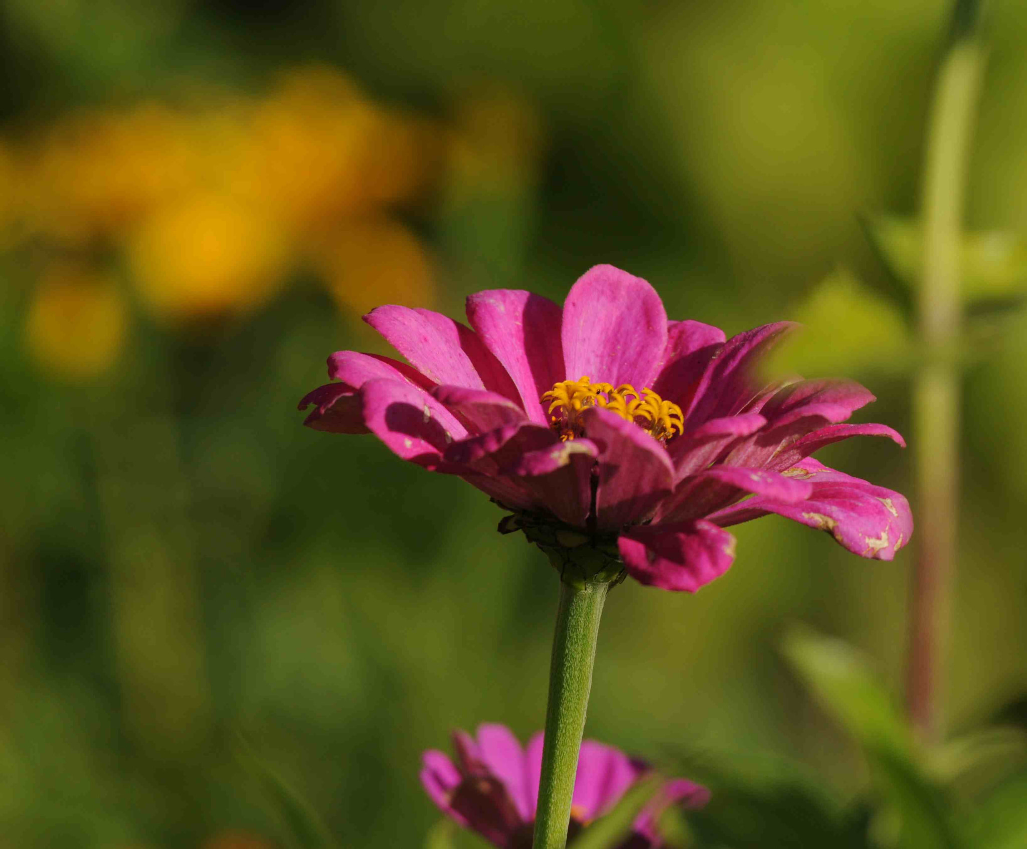 Nikon D90 sample photo. Flower photography