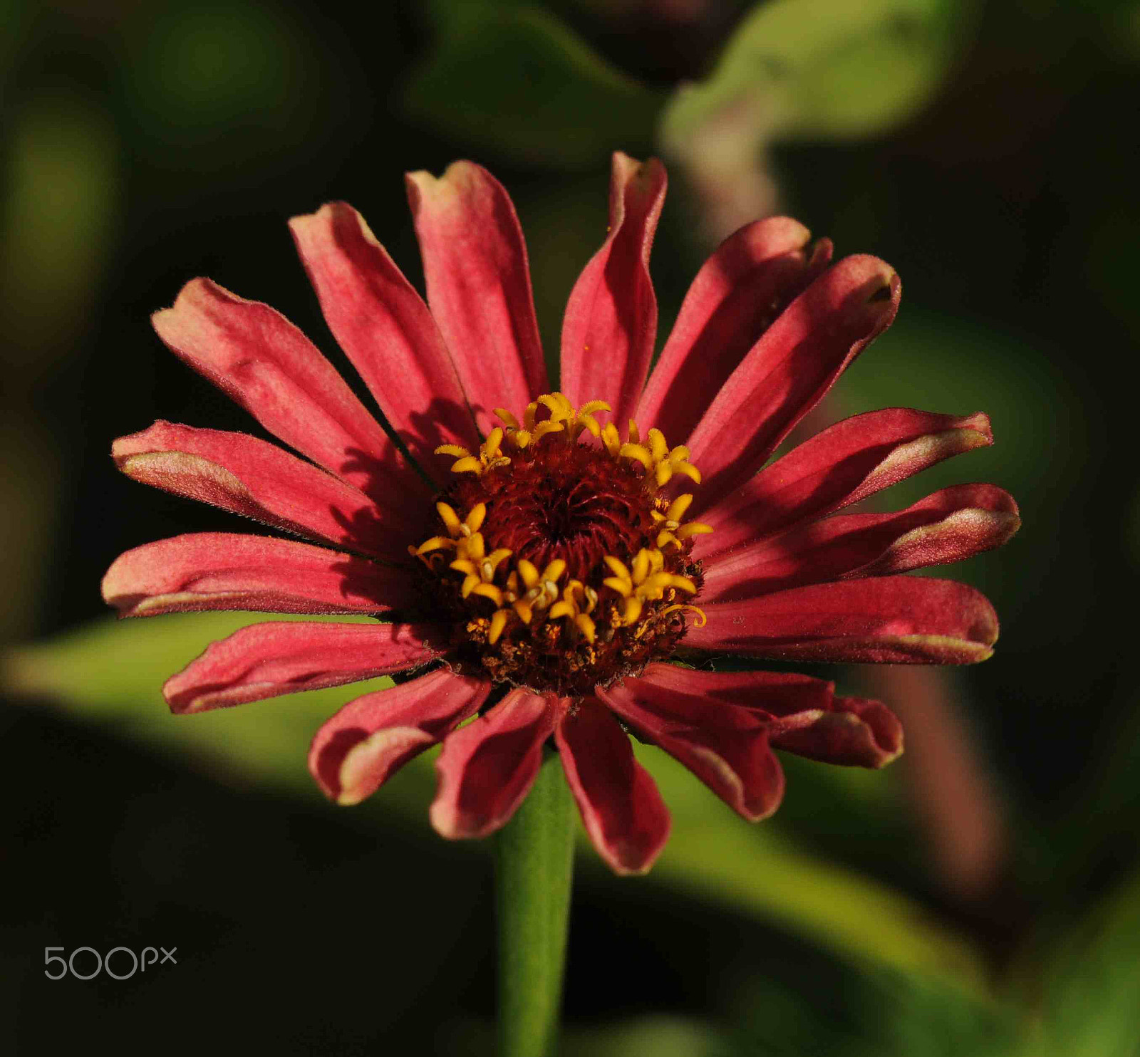 Sigma APO Tele Macro 300mm F4 sample photo. Flower photography