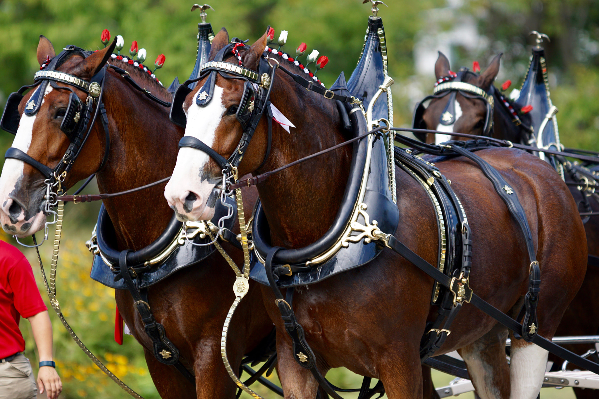 Sony 70-200mm F2.8 G SSM II sample photo. Clydesdales photography