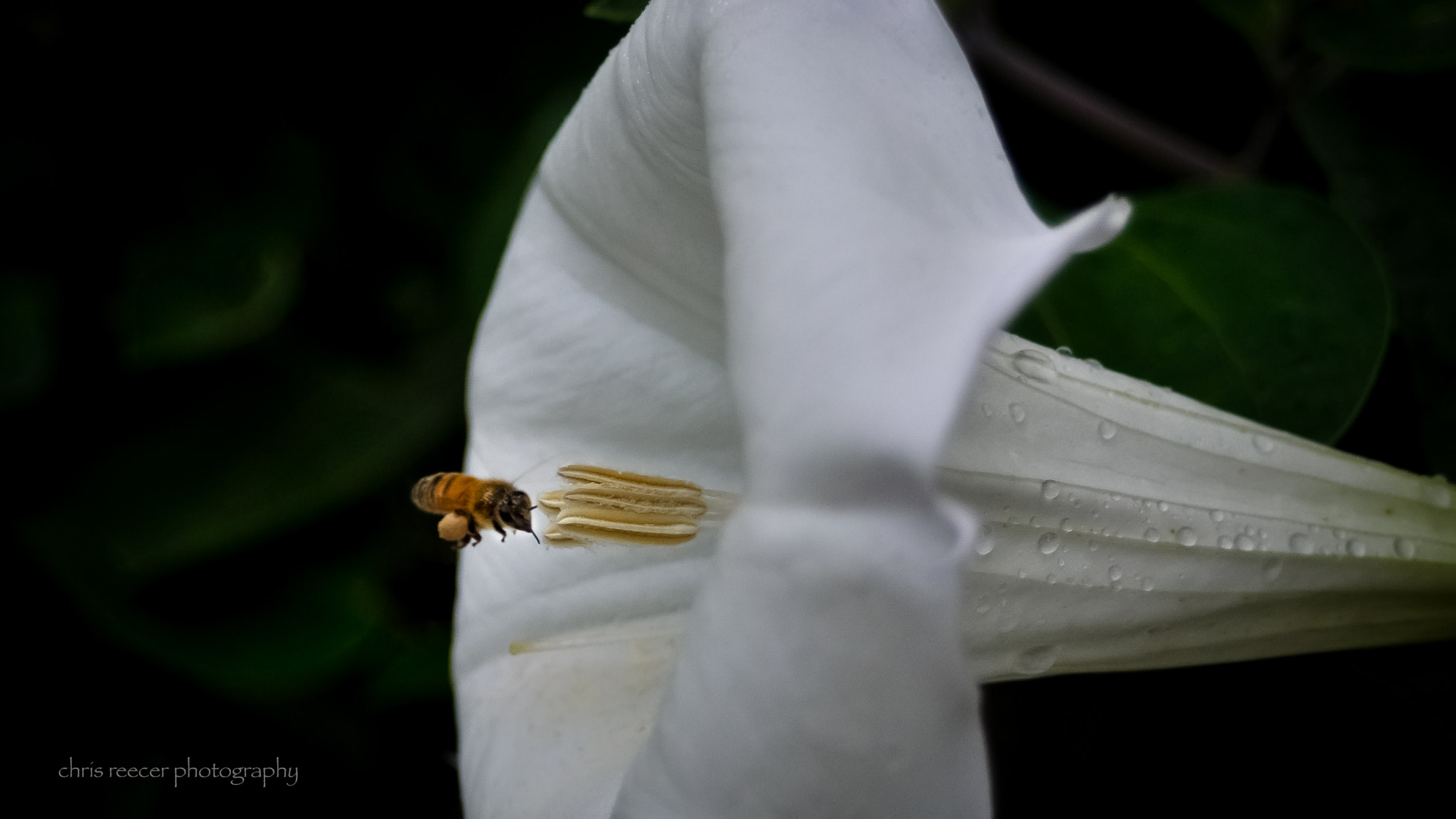 AF Zoom-Nikkor 35-70mm f/3.3-4.5 N sample photo. Bee bop-a-lula photography