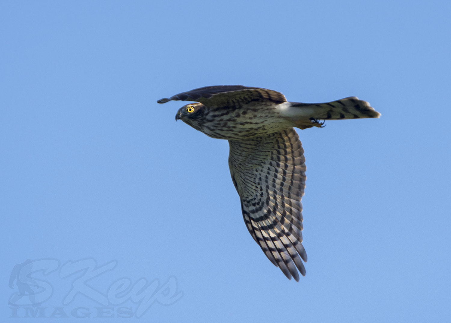 Sigma 500mm F4.5 EX DG HSM sample photo. Hawk eye (sharp-shinned hawk) photography