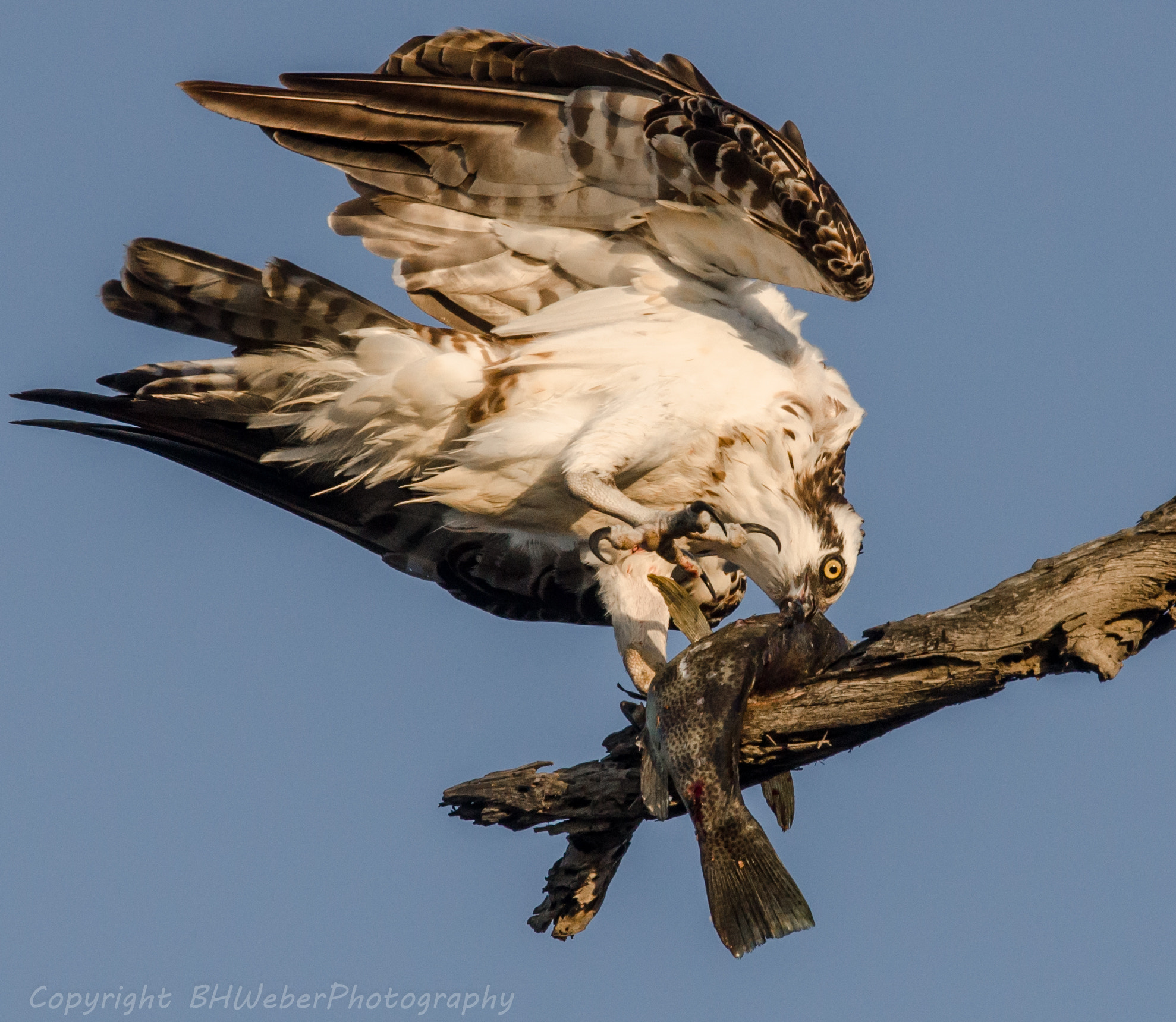 Nikon Nikkor AF-S 300mm F4E PF ED VR sample photo. Osprey and talon photography
