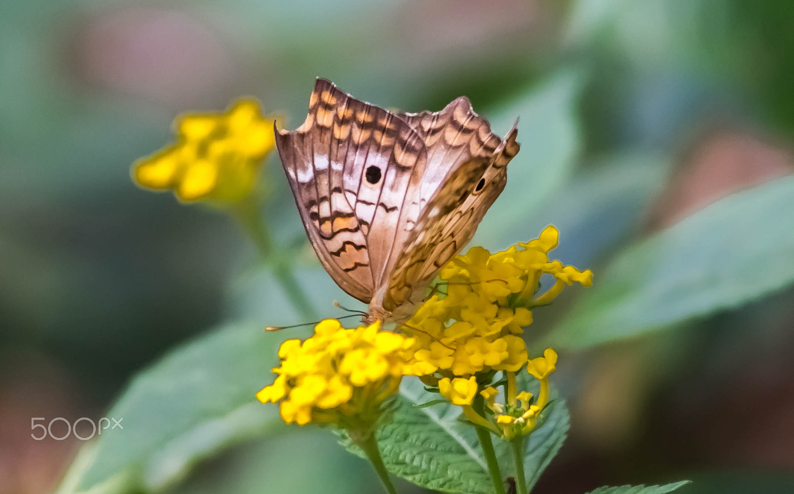 Minolta AF 80-200mm F2.8 HS-APO G sample photo. Brown butterfly on the yellow flowers photography