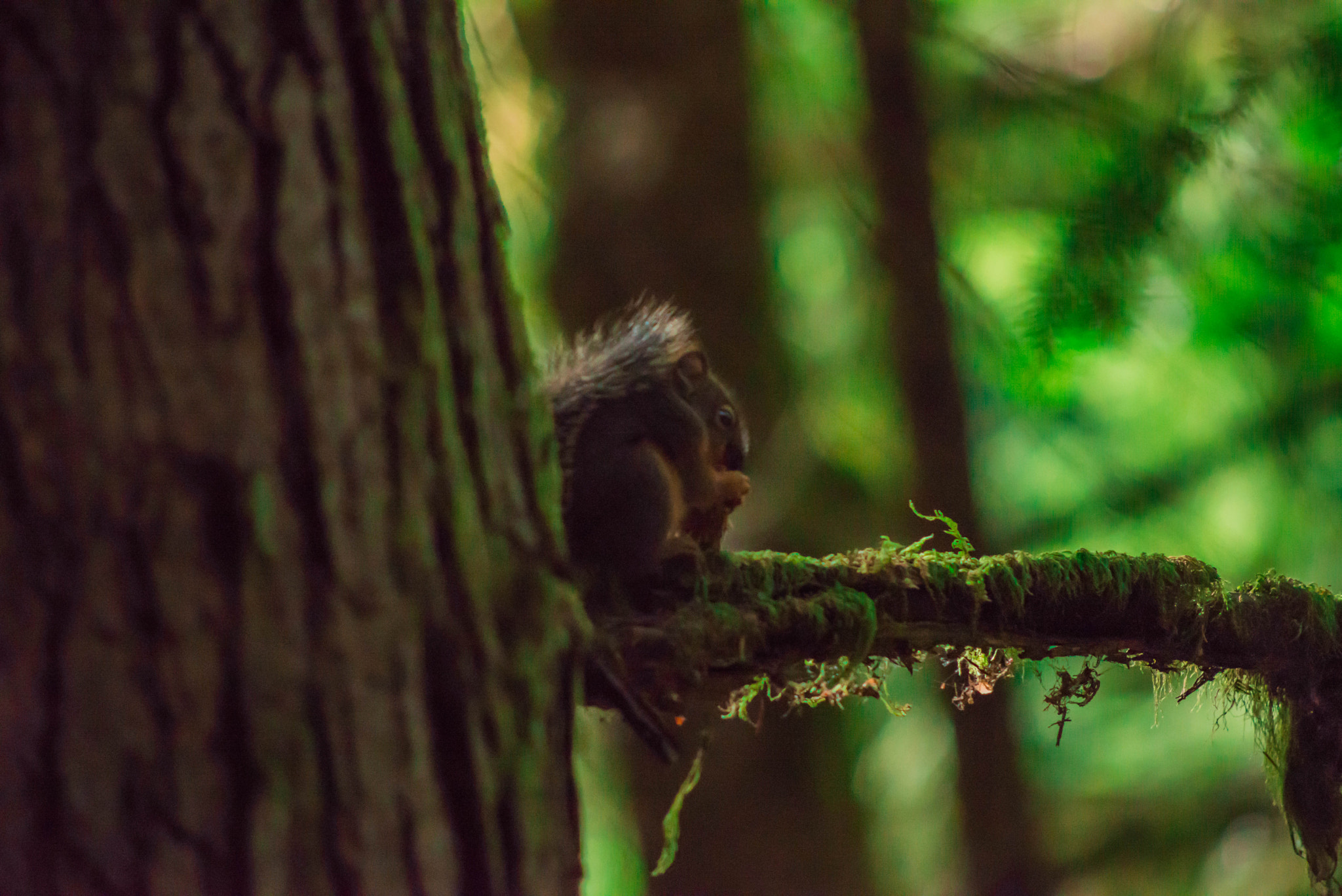 Nikon D600 + AF Nikkor 70-210mm f/4-5.6 sample photo. Eating a nut photography