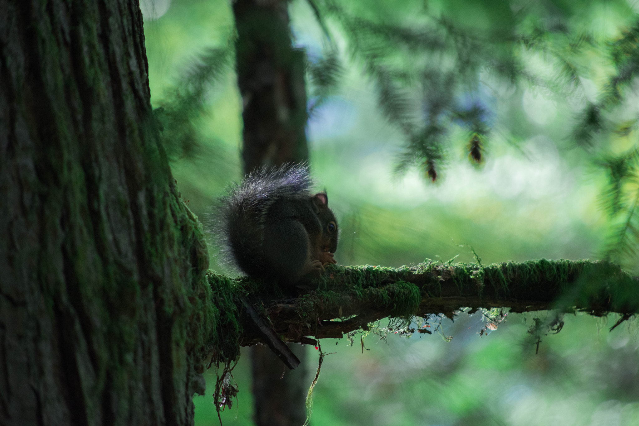 Nikon D600 + AF Nikkor 70-210mm f/4-5.6 sample photo. Eating a nut photography