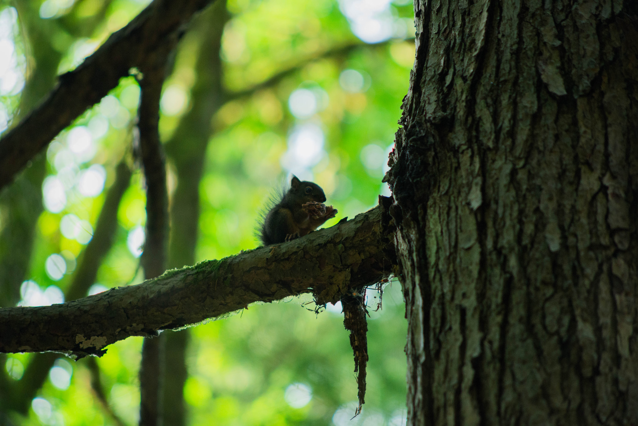 Nikon D600 + AF Nikkor 70-210mm f/4-5.6 sample photo. Nut eatting photography