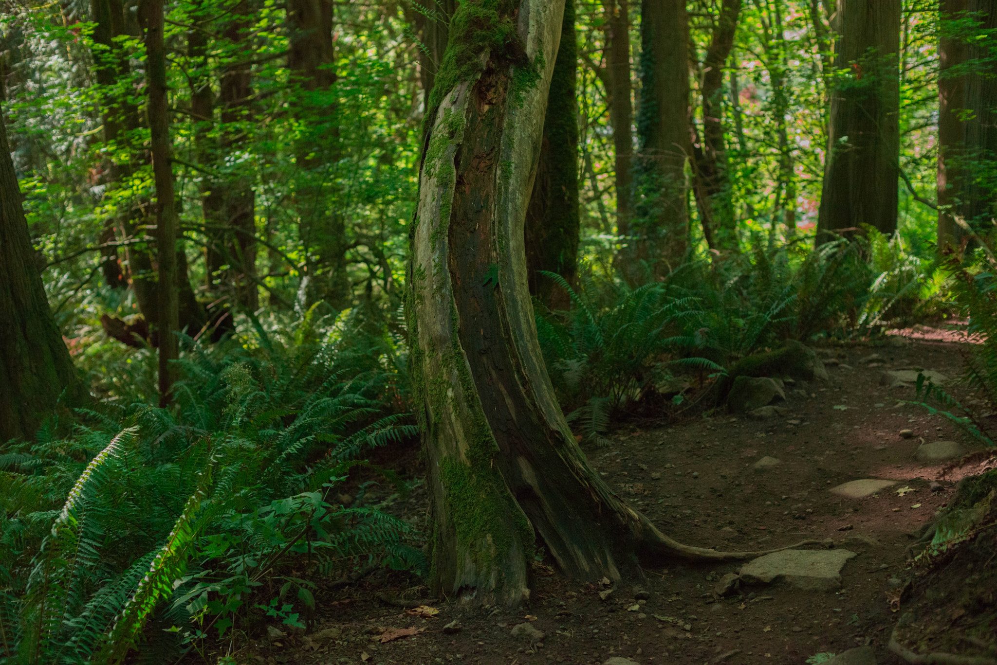 Nikon D600 + AF Nikkor 50mm f/1.4 sample photo. A split in a tree photography