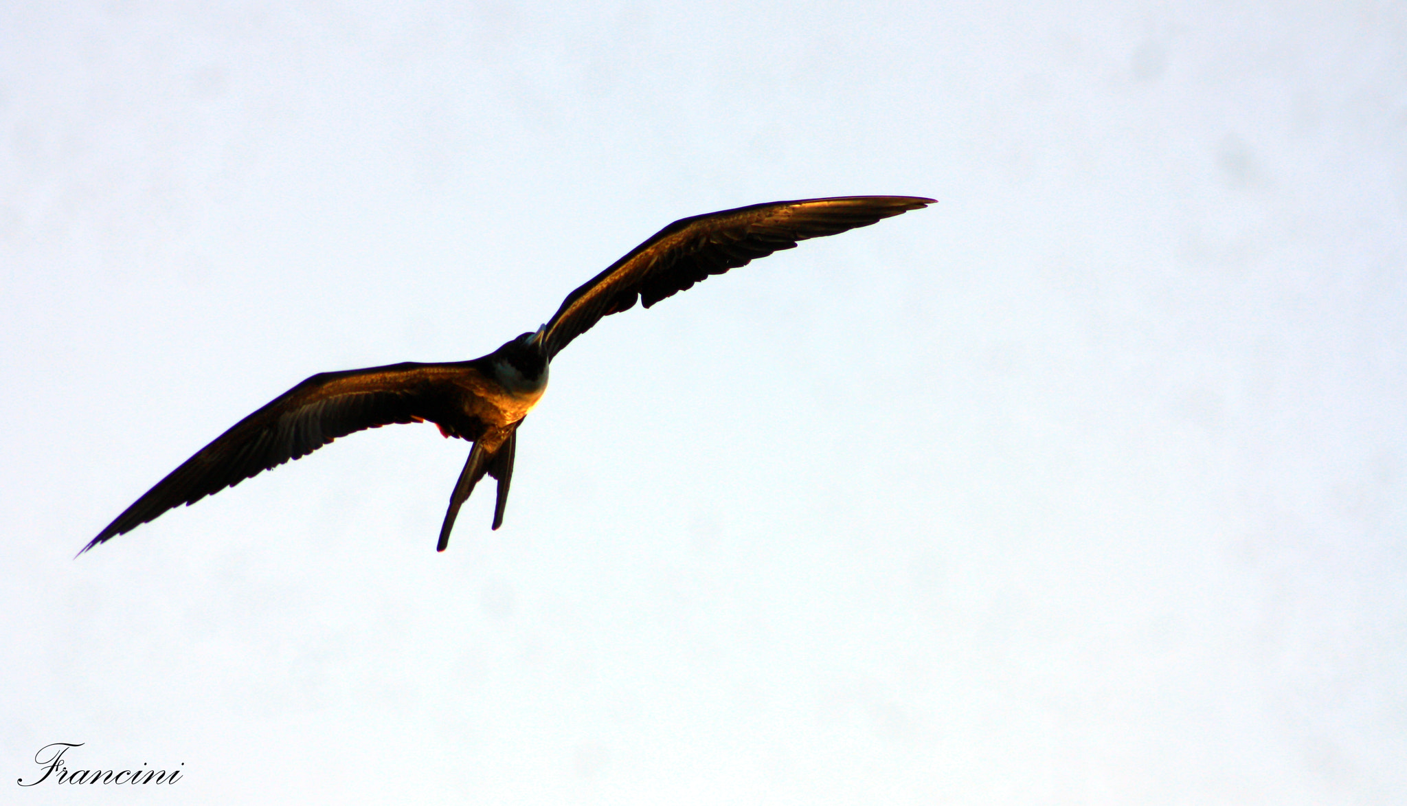 Canon EF 28mm F2.8 sample photo. Pajaro photography