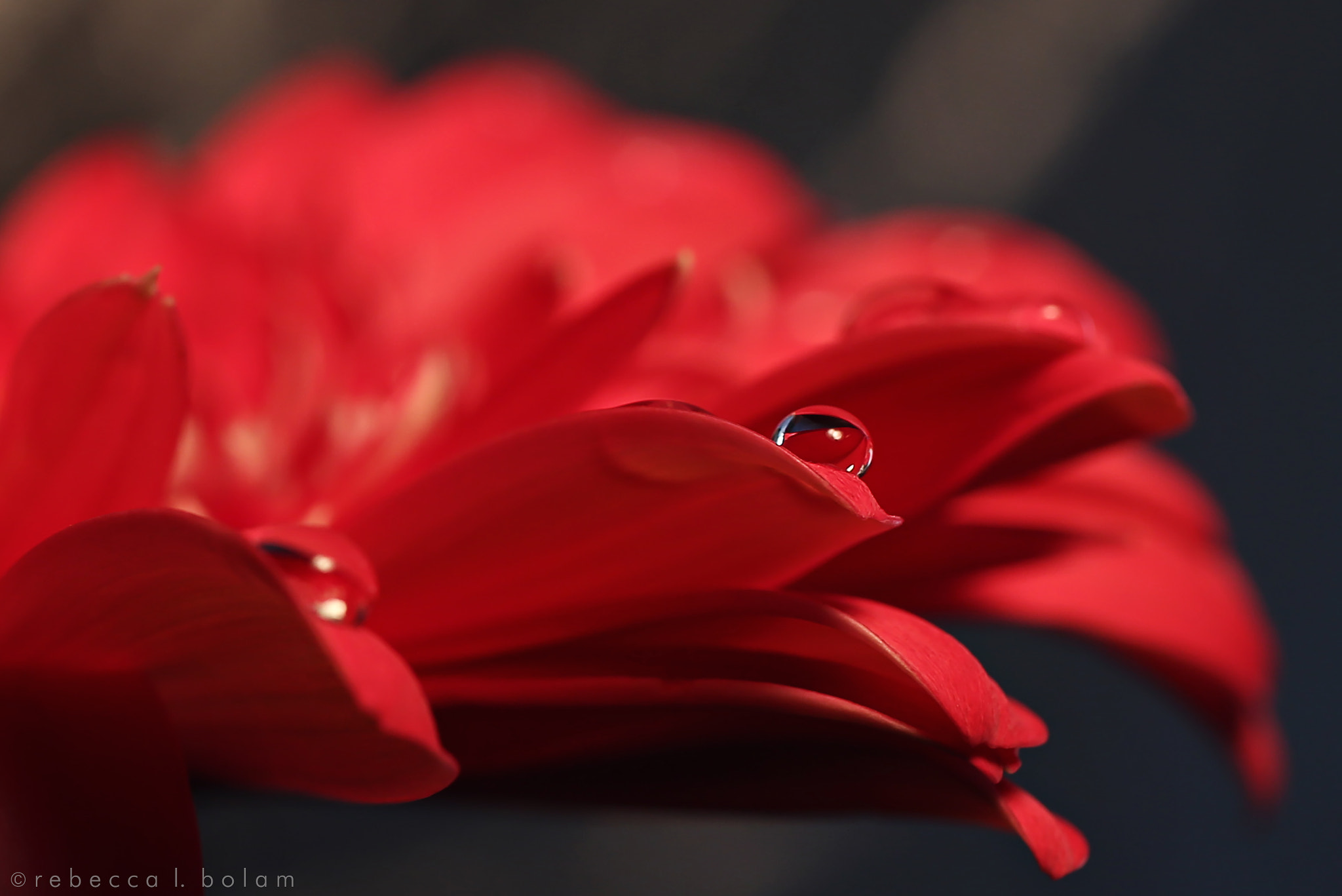 Canon EOS 6D + Canon EF 50mm F2.5 Macro sample photo. Droplets and petals photography