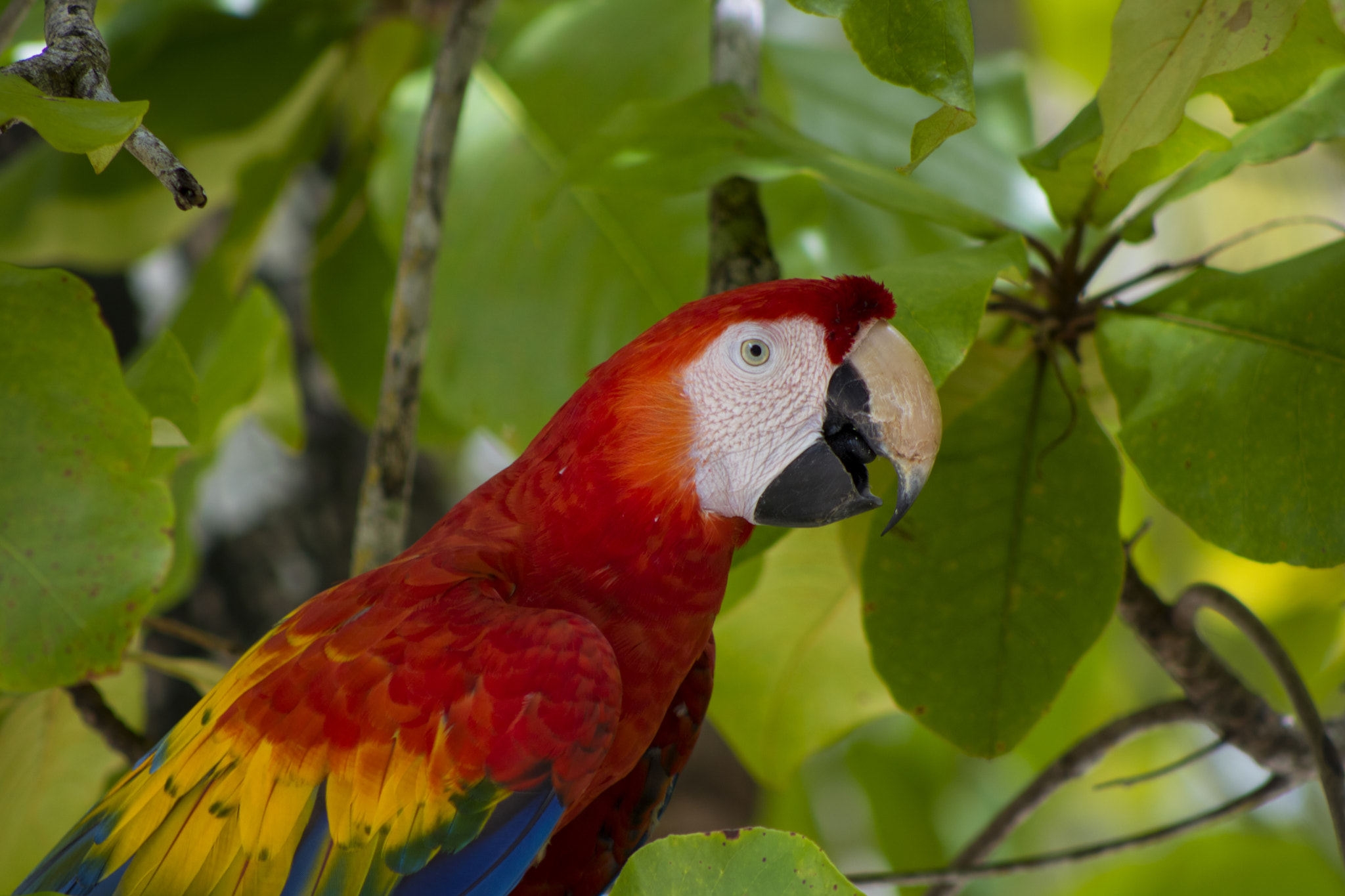 Canon EOS 750D (EOS Rebel T6i / EOS Kiss X8i) + EF75-300mm f/4-5.6 sample photo. Macaw photography