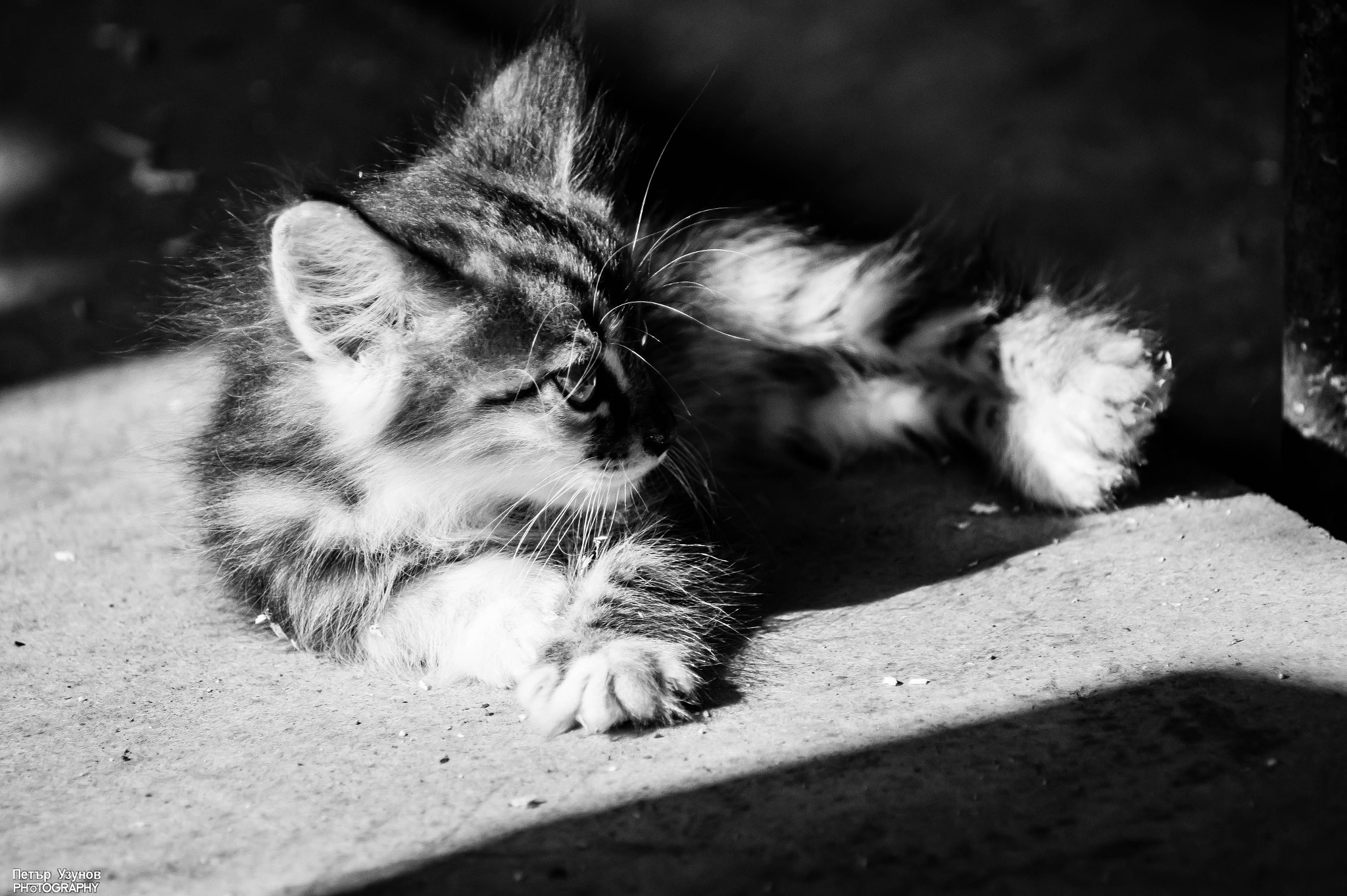 Sony 75-300mm F4.5-5.6 sample photo. Cat photography