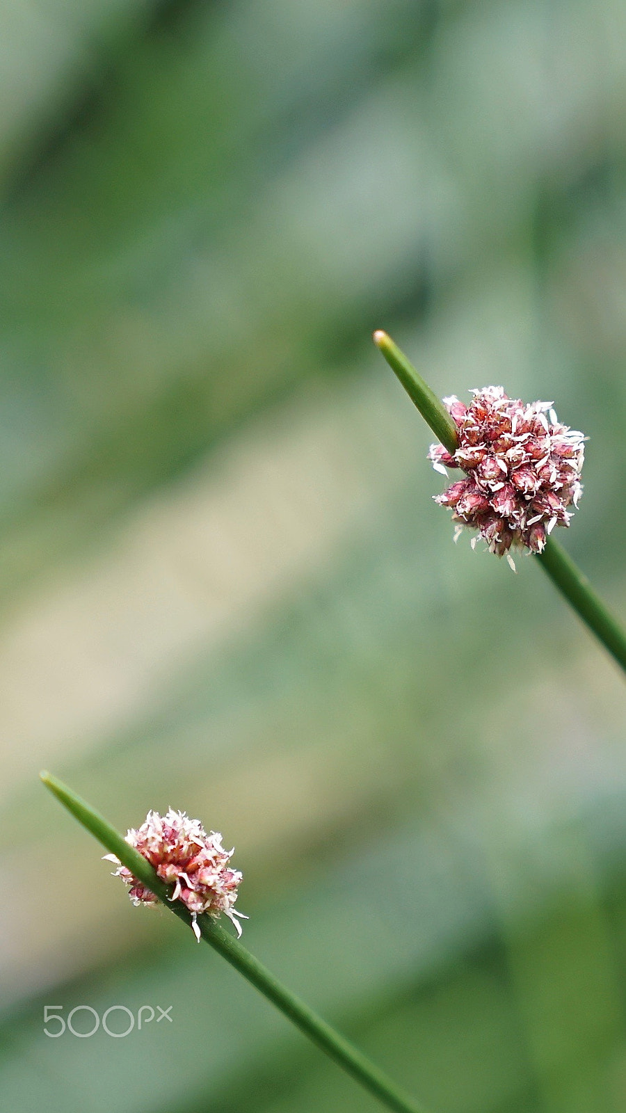 Sony a7S II + Sony FE 24-70mm F2.8 GM sample photo. Not a word from your lips photography