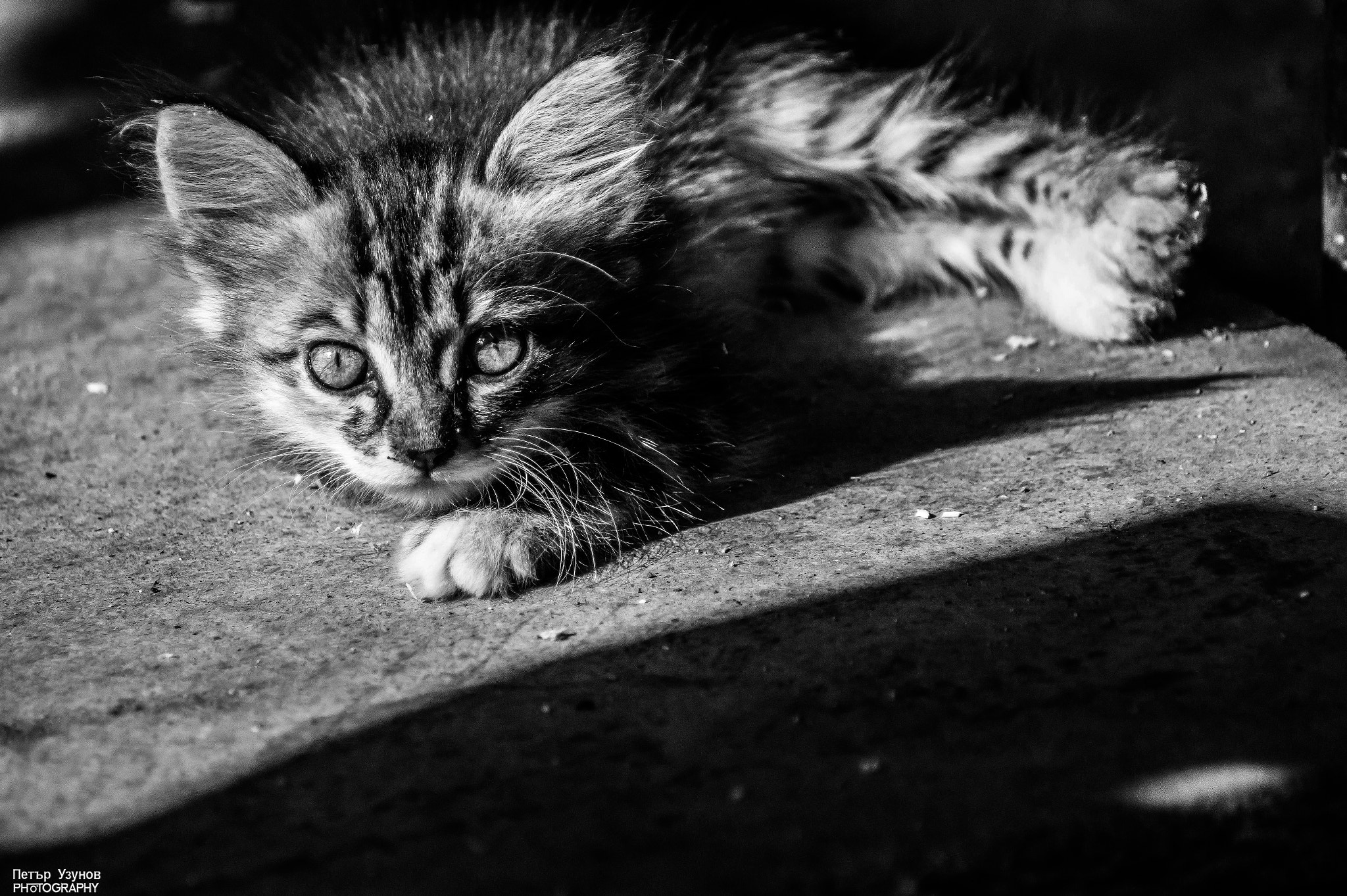Sony 75-300mm F4.5-5.6 sample photo. Cat photography