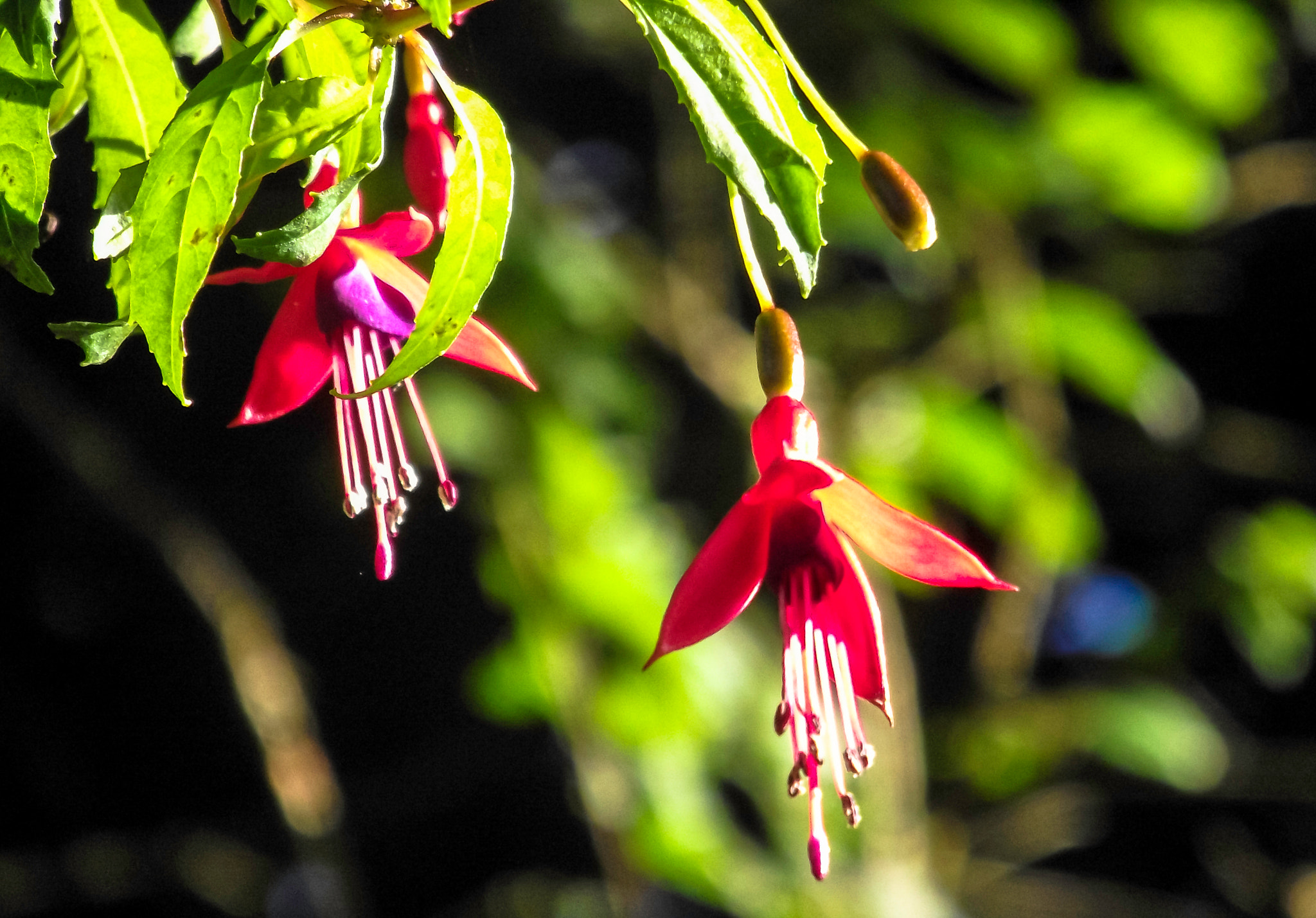 Fujifilm FinePix S1730 sample photo. Golden fuschia photography