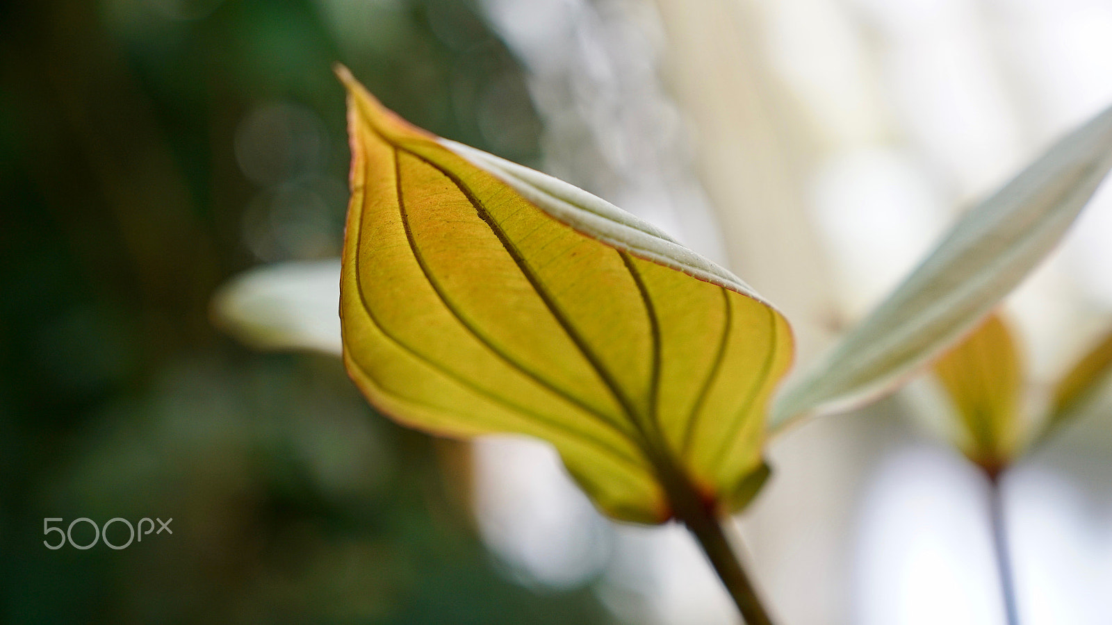 Sony FE 24-70mm F2.8 GM sample photo. In my imagination there is no hesitation photography
