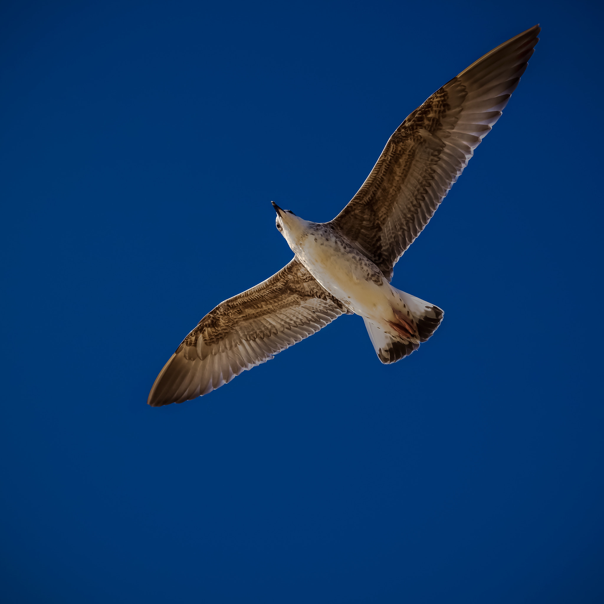 Pentax K-S1 sample photo. Flight photography