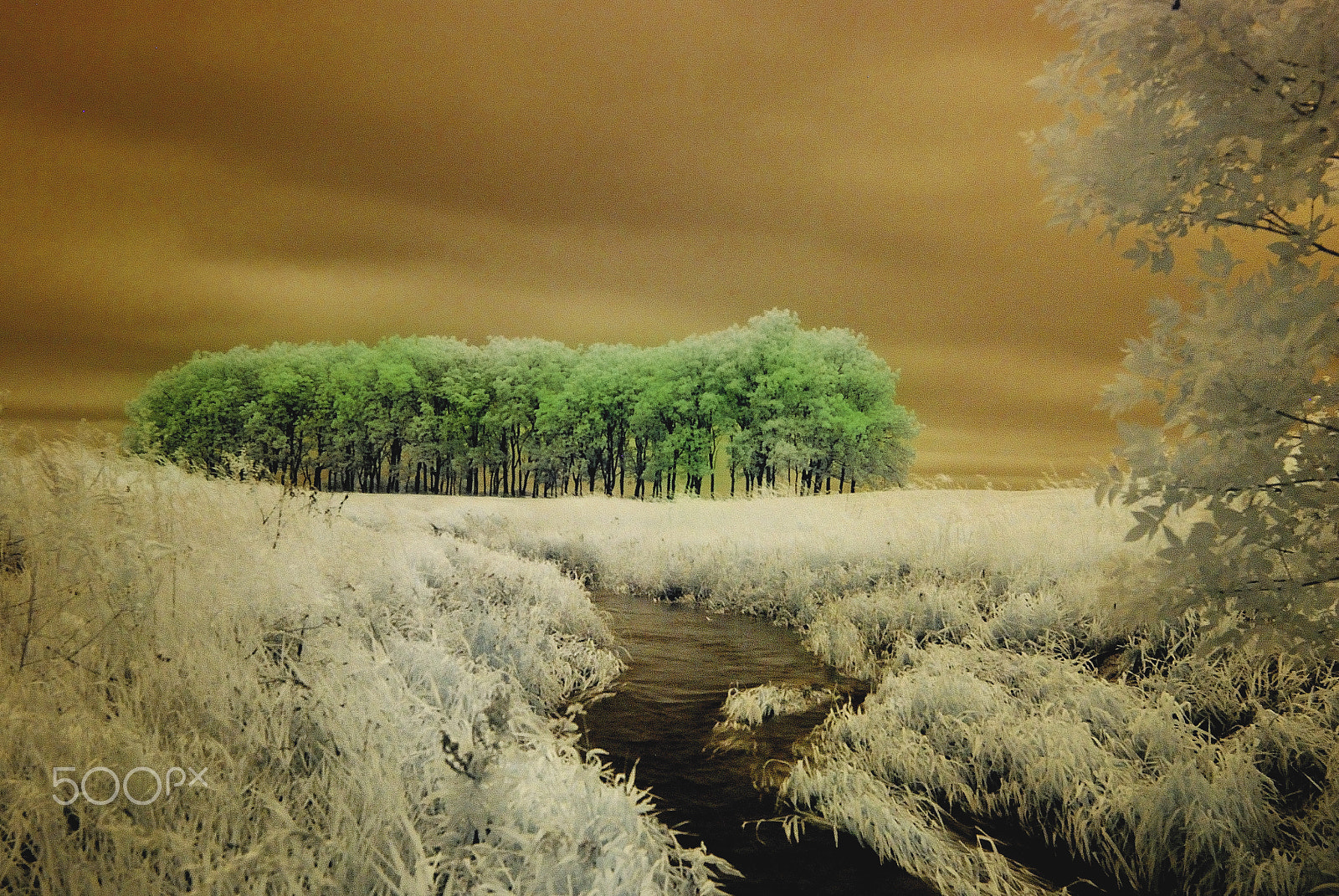 Nikon D40X sample photo. Spring trees in grass photography