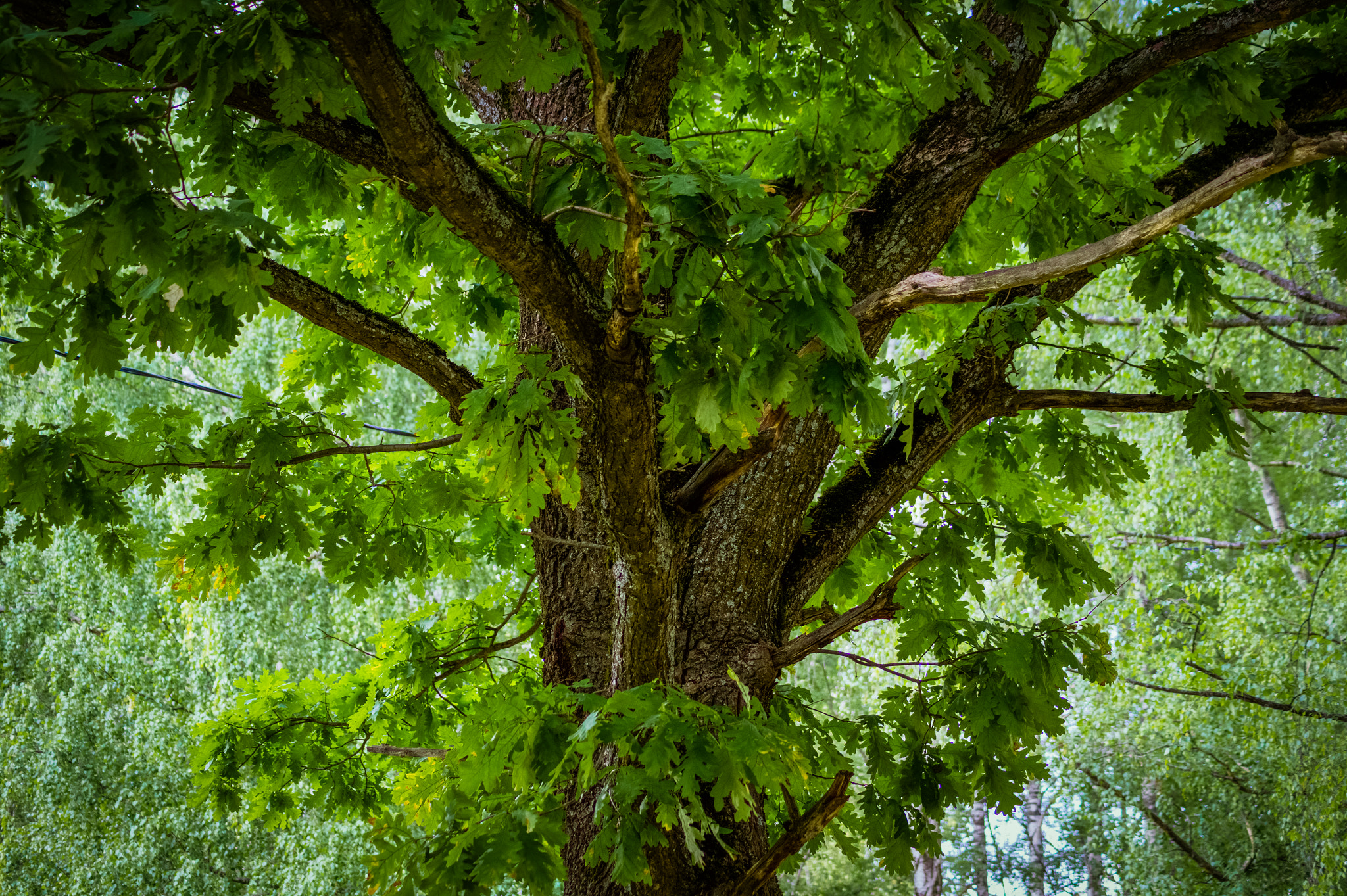 Tamron AF 55-200mm F4-5.6 Di II LD Macro sample photo. Tree of life photography