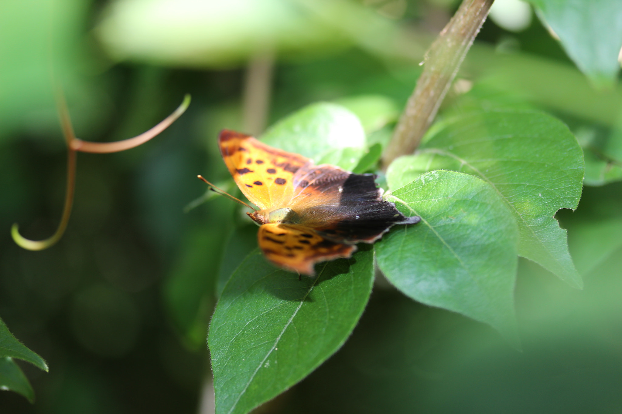 Canon EF-S 60mm F2.8 Macro USM sample photo. Among the shadows photography