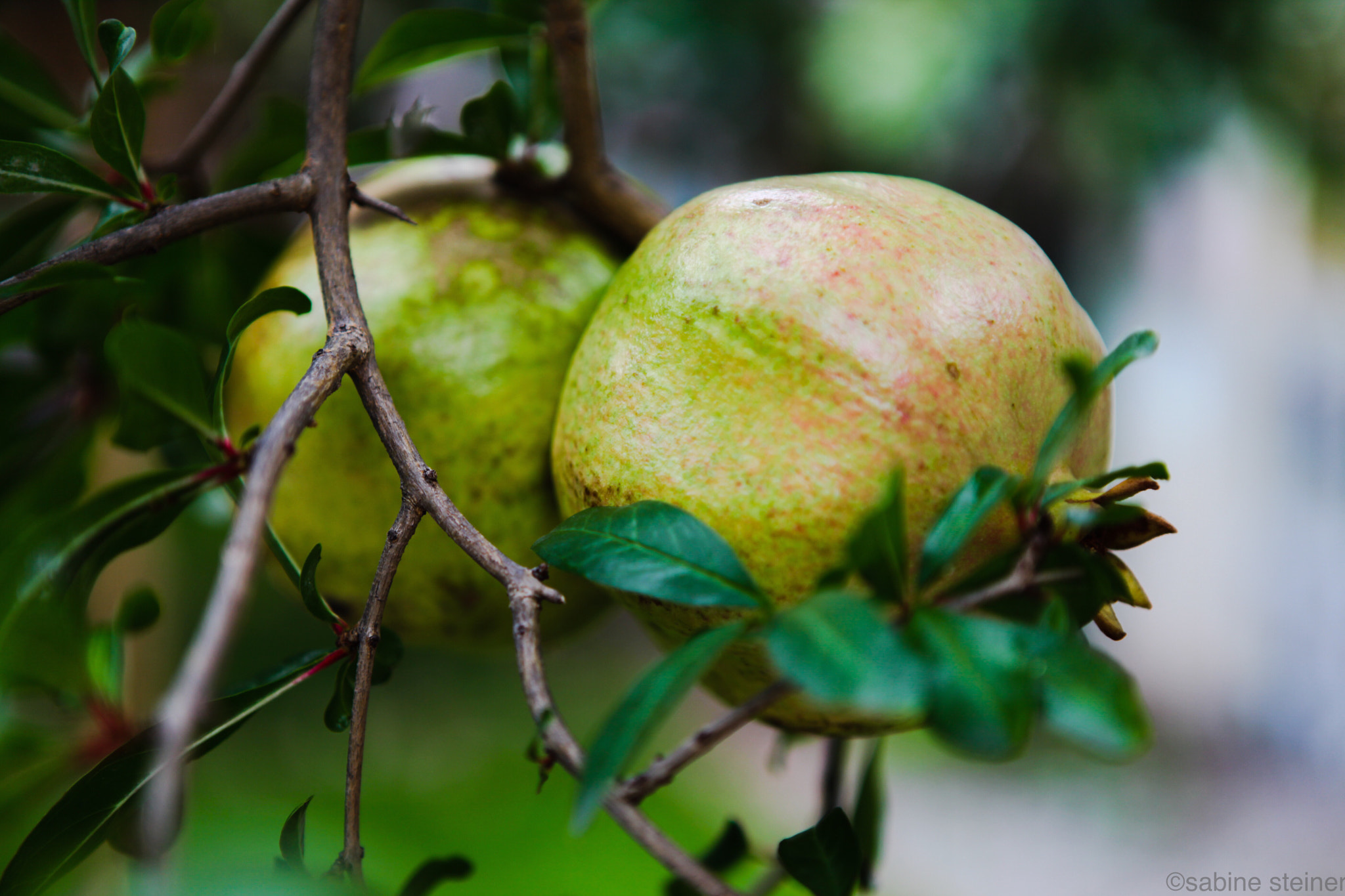 Canon EF 24-70mm F2.8L USM sample photo. Pomegranate photography