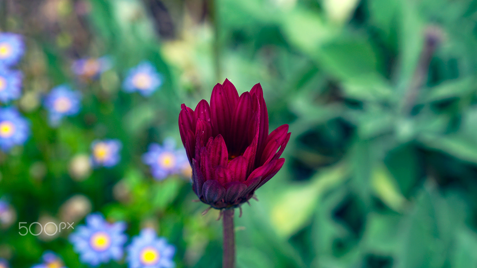Sony a7S II + Sony FE 24-70mm F2.8 GM sample photo. Tu corazon photography