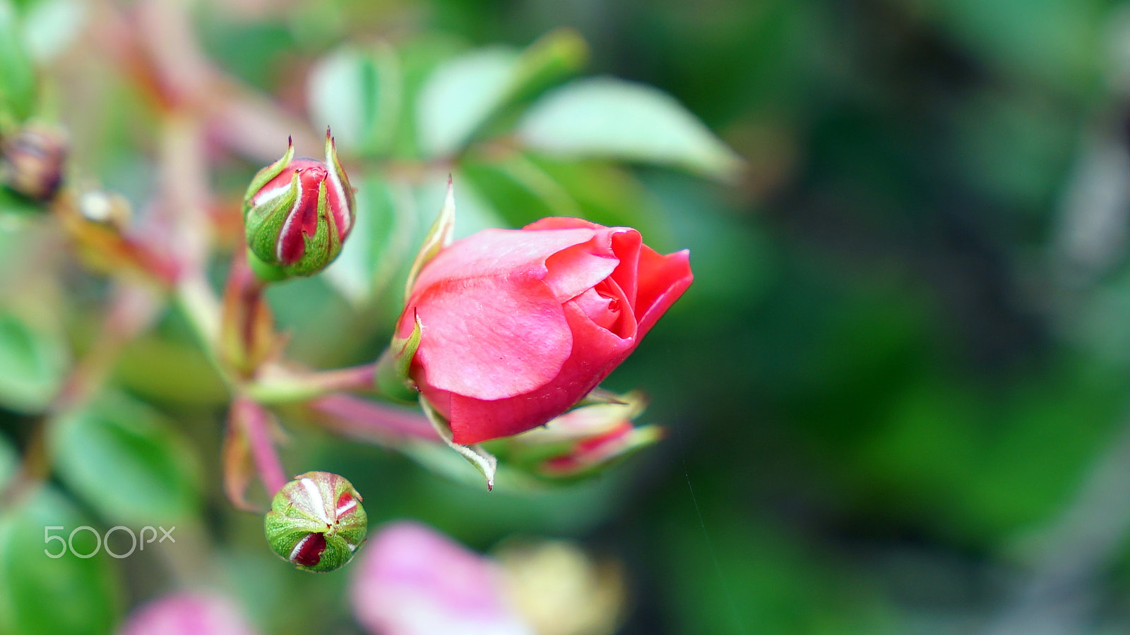 Sony a7S II + Sony FE 24-70mm F2.8 GM sample photo. Seeking photography